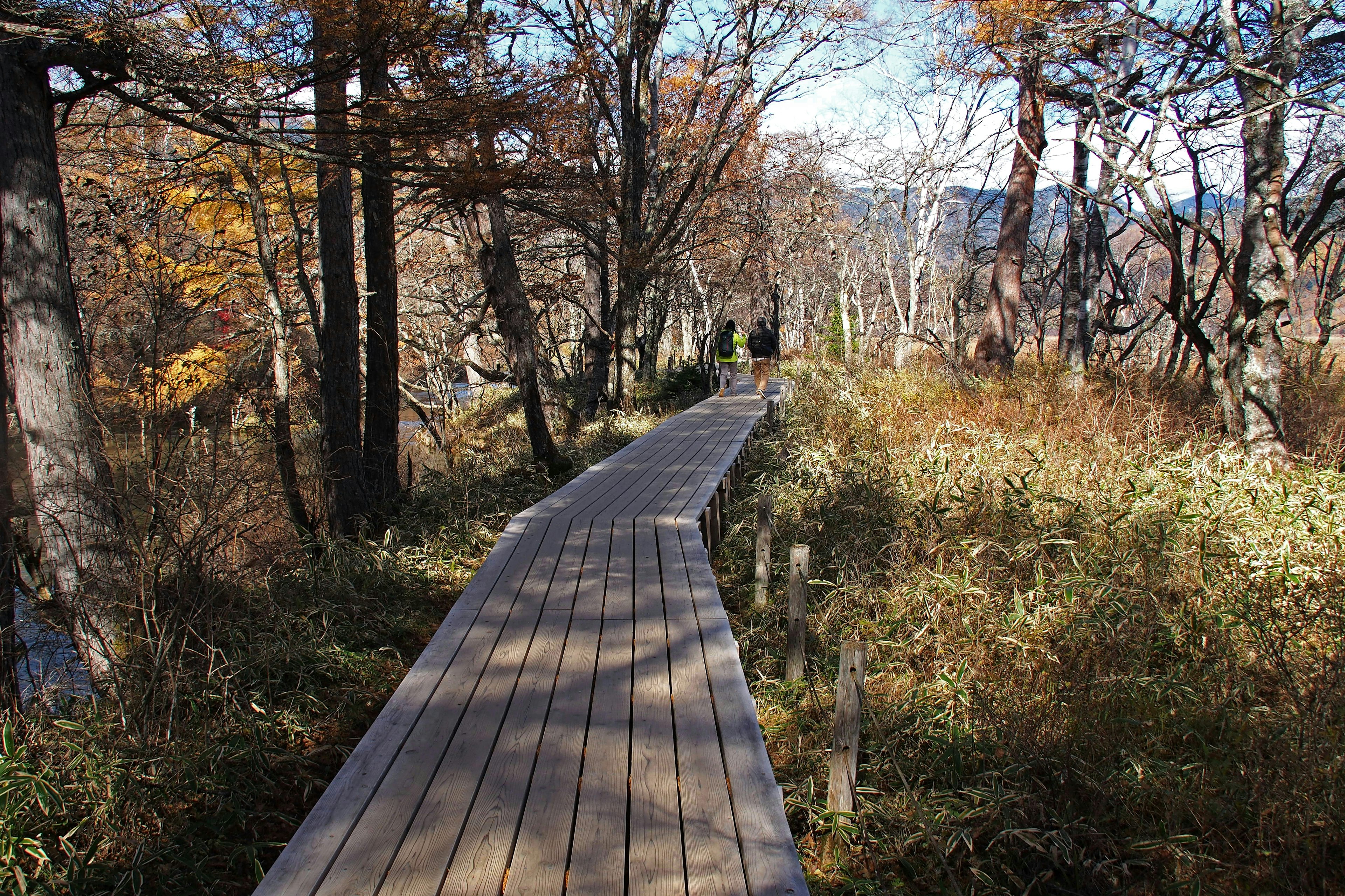 Sentiero in legno che si snoda attraverso una foresta autunnale