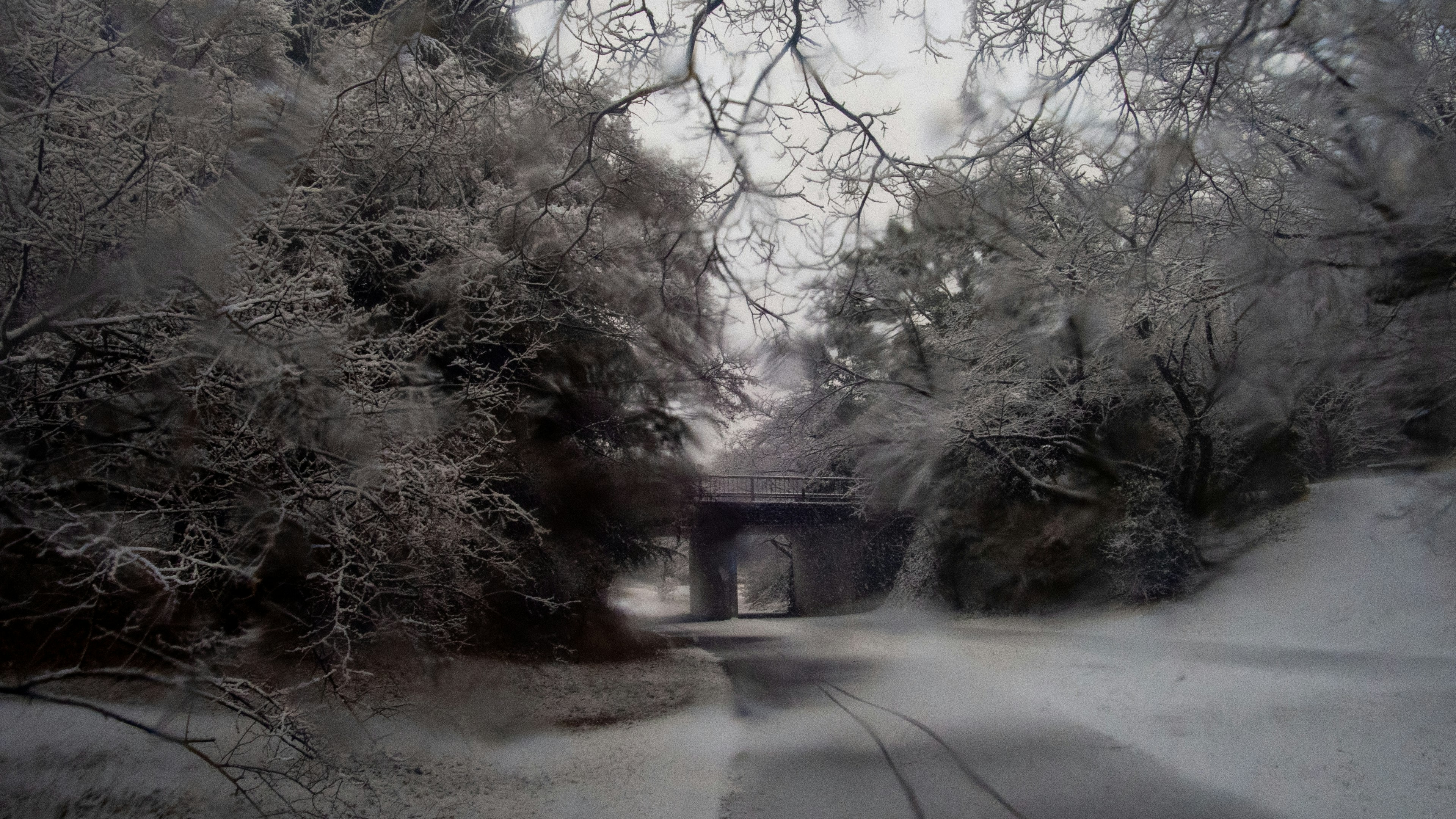 覆蓋著雪的道路和形成隧道的樹木