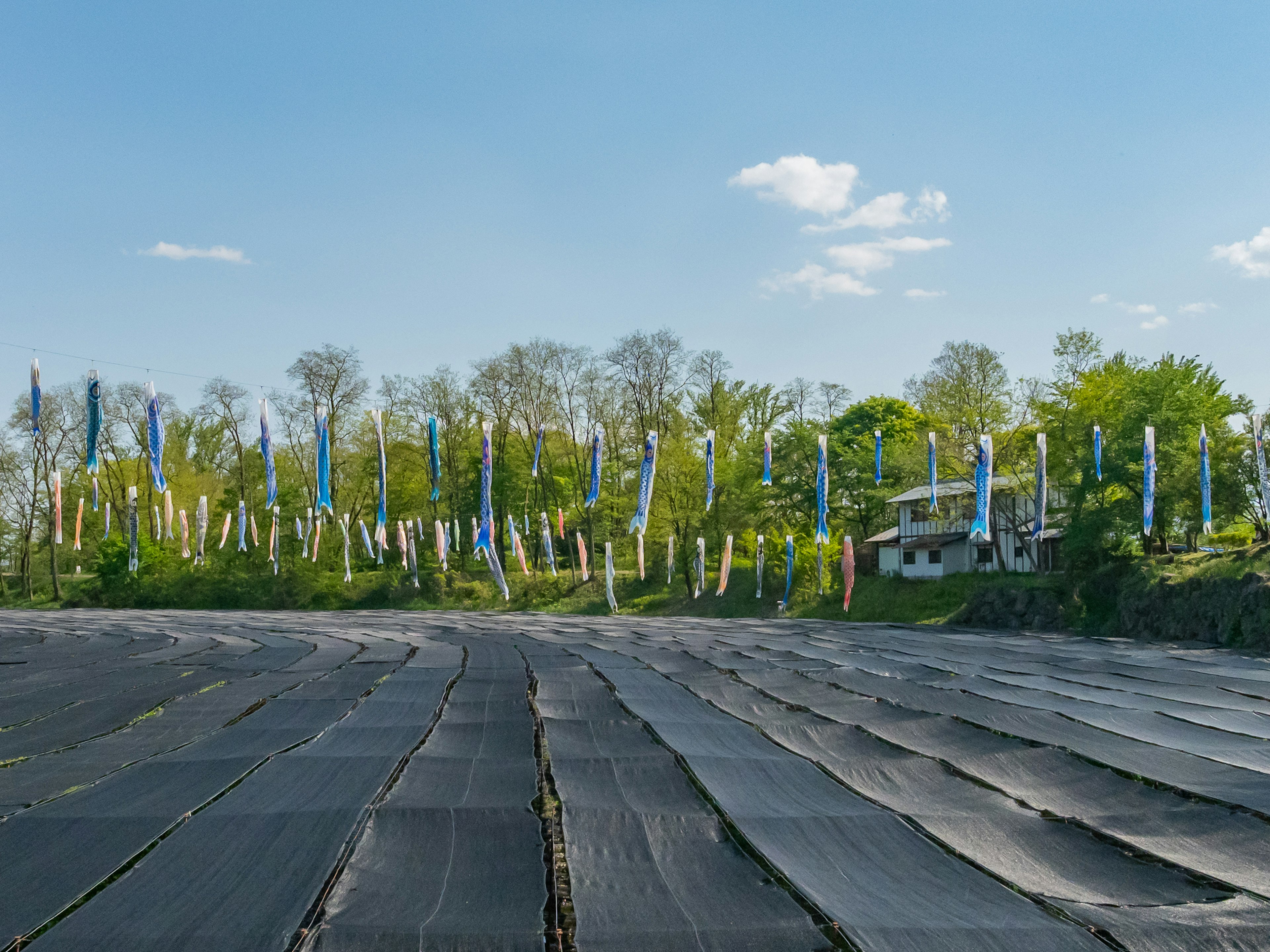 Landschaft mit schwarzen Feldern unter blauem Himmel und bunten Fahnen