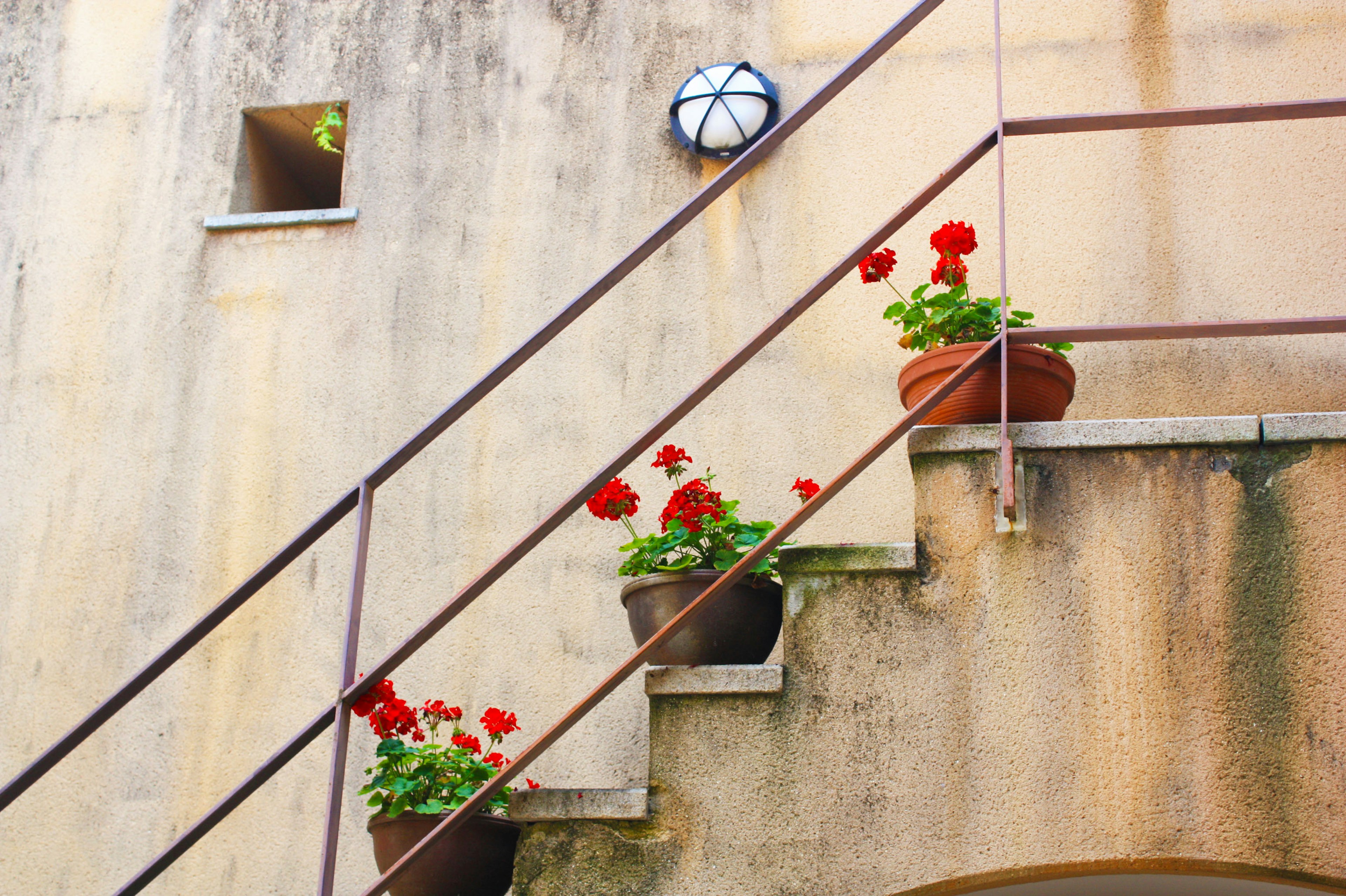 Escaleras con macetas de flores rojas junto a una pared texturizada