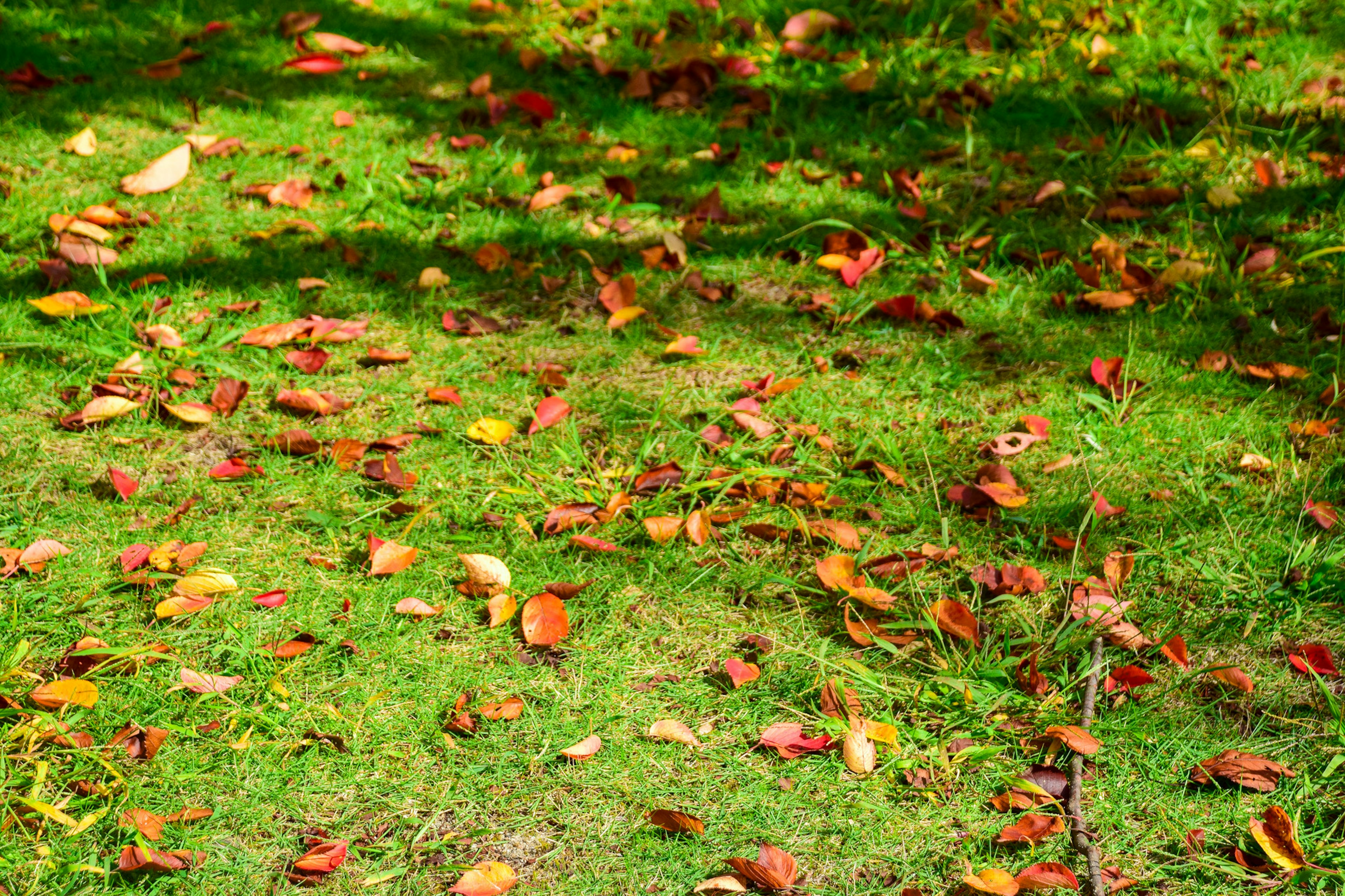 Scena autunnale con foglie cadute sparse sull'erba verde