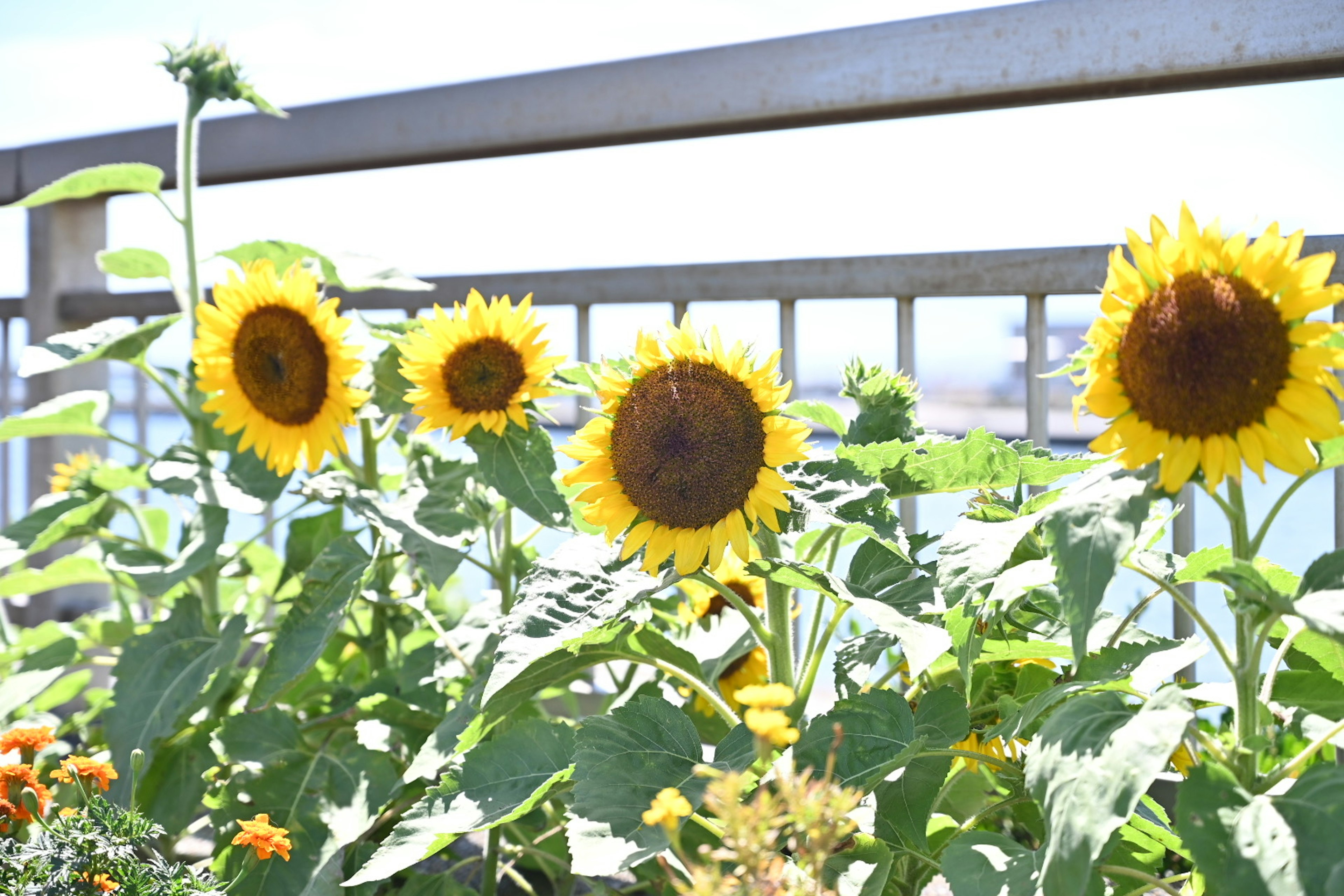 Une belle exposition de tournesols dans un jardin