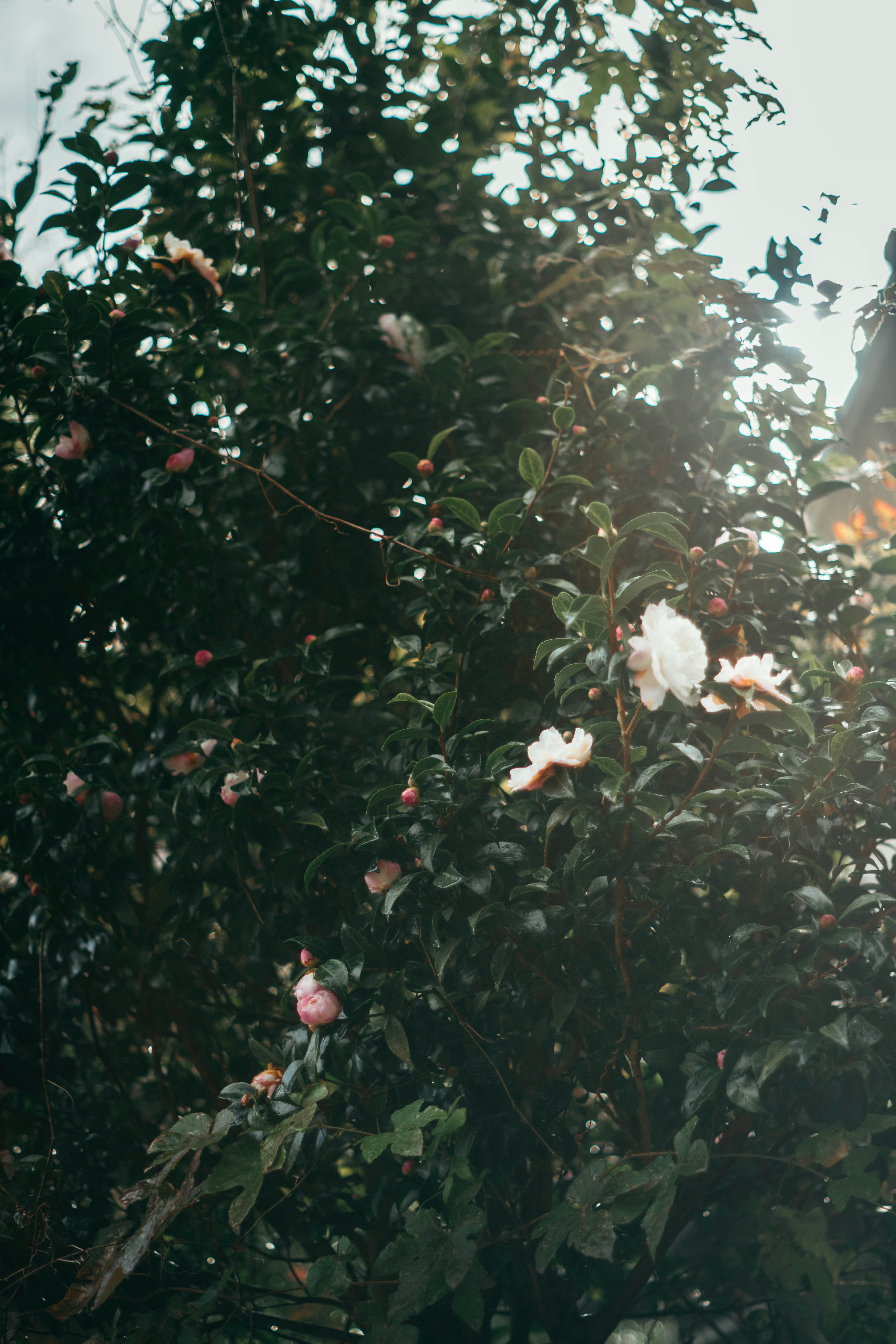 Close-up of a flowering tree with sunlight filtering through