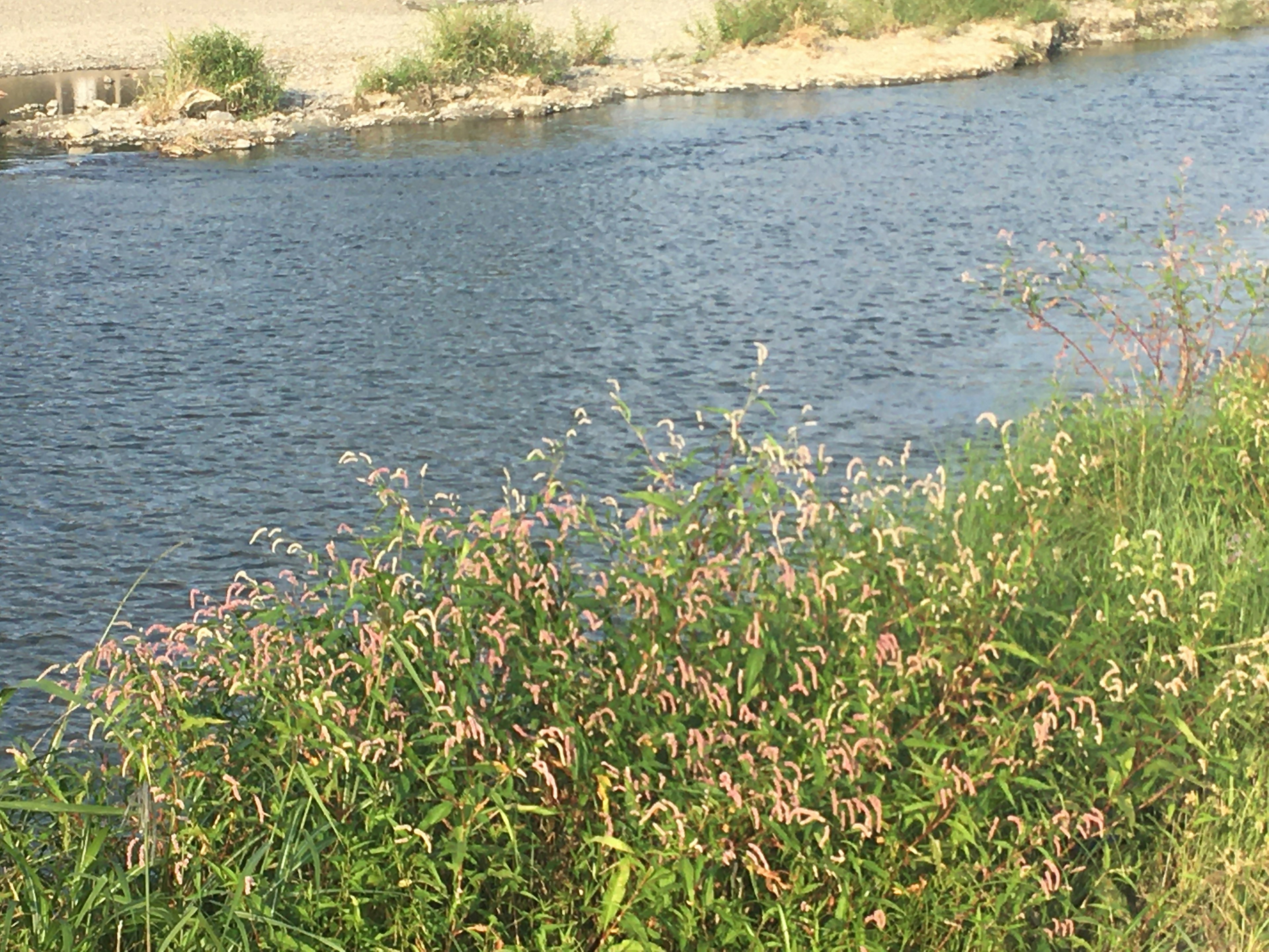 Herbe verte avec des fleurs roses près d'une rivière