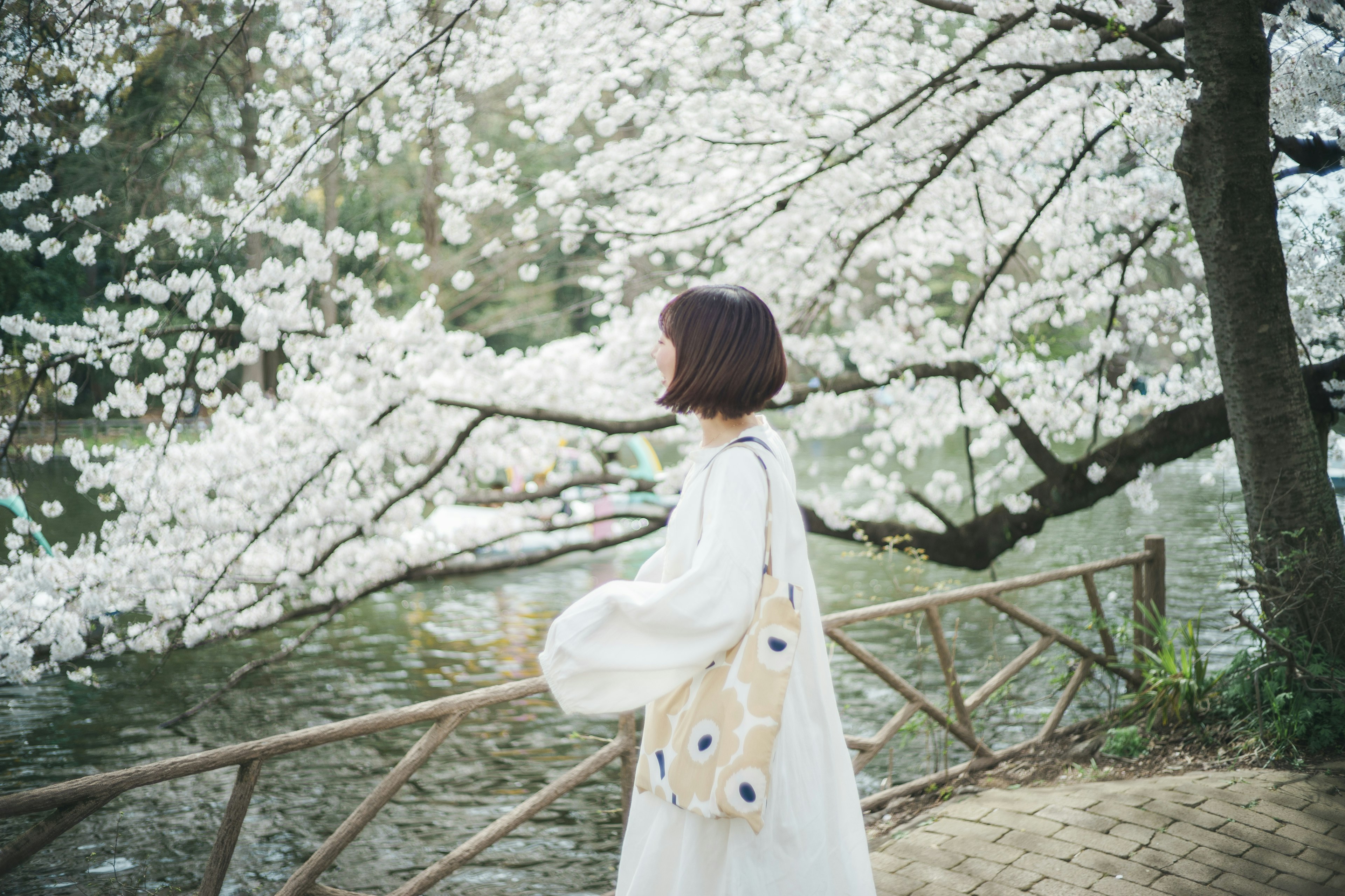 桜の花が咲く公園で白い服を着た女性が歩いている