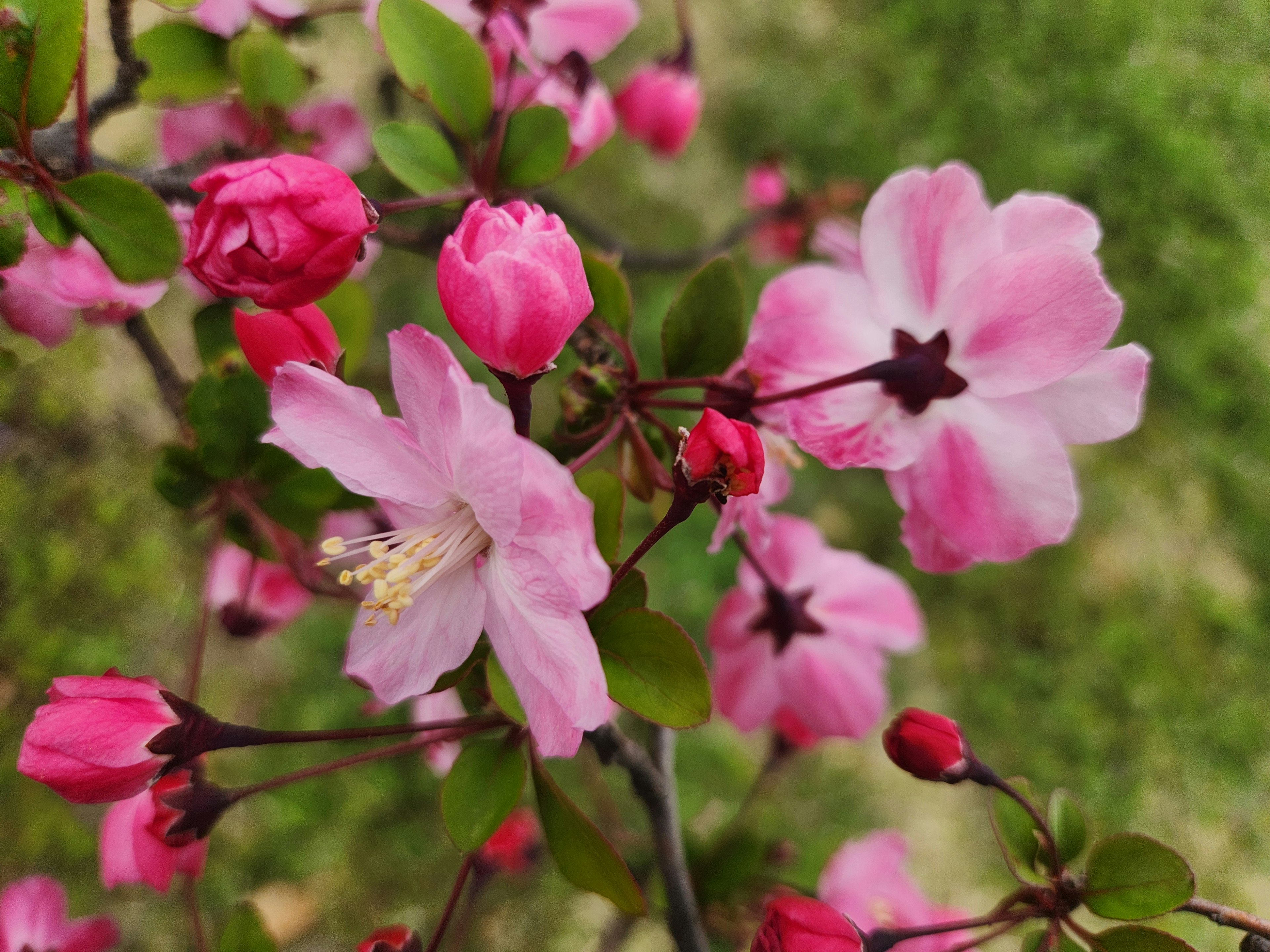 Close-up of pink flowers and buds on a branch