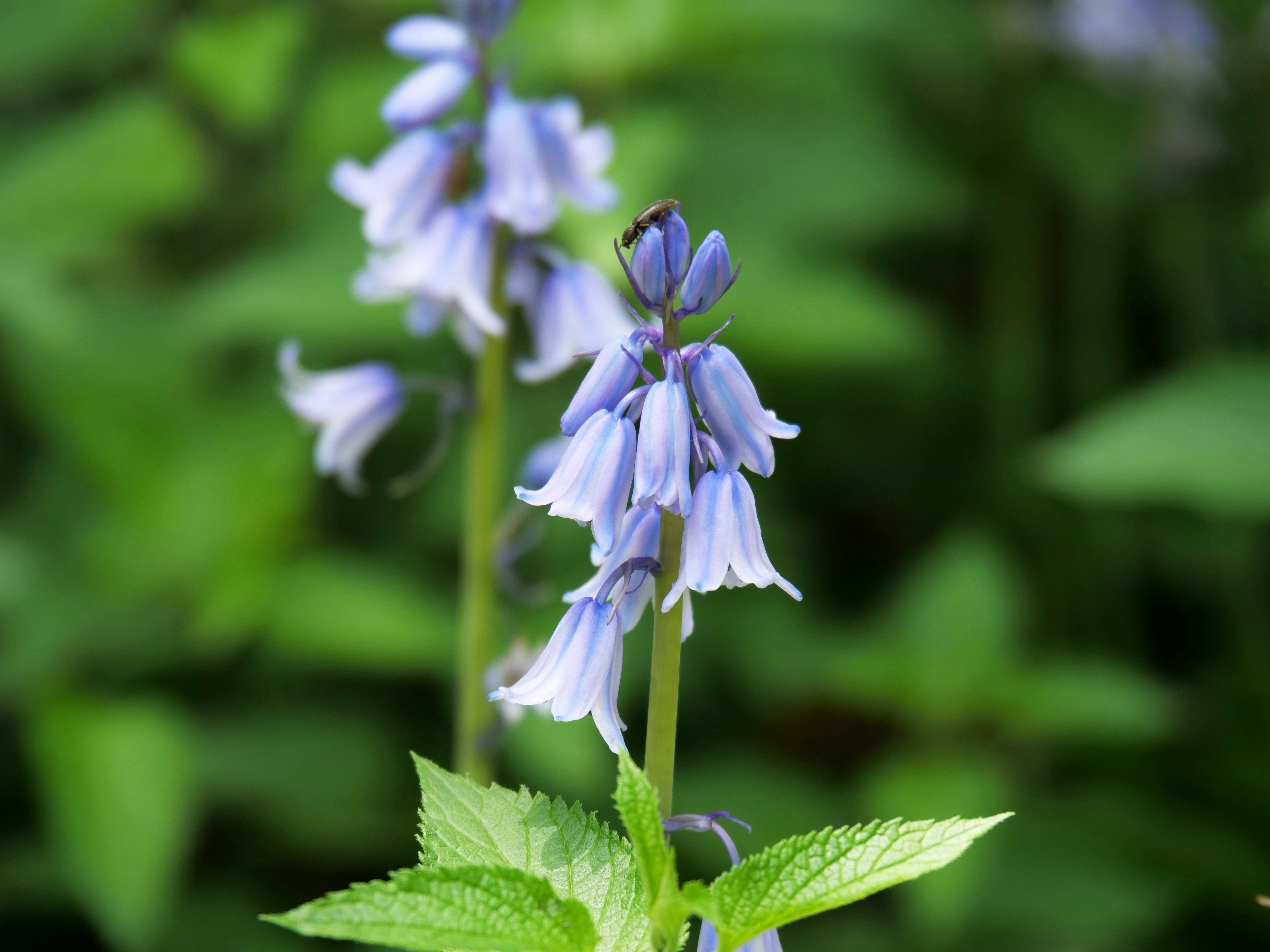 Nahaufnahme einer Pflanze mit blau-violetten Blumen