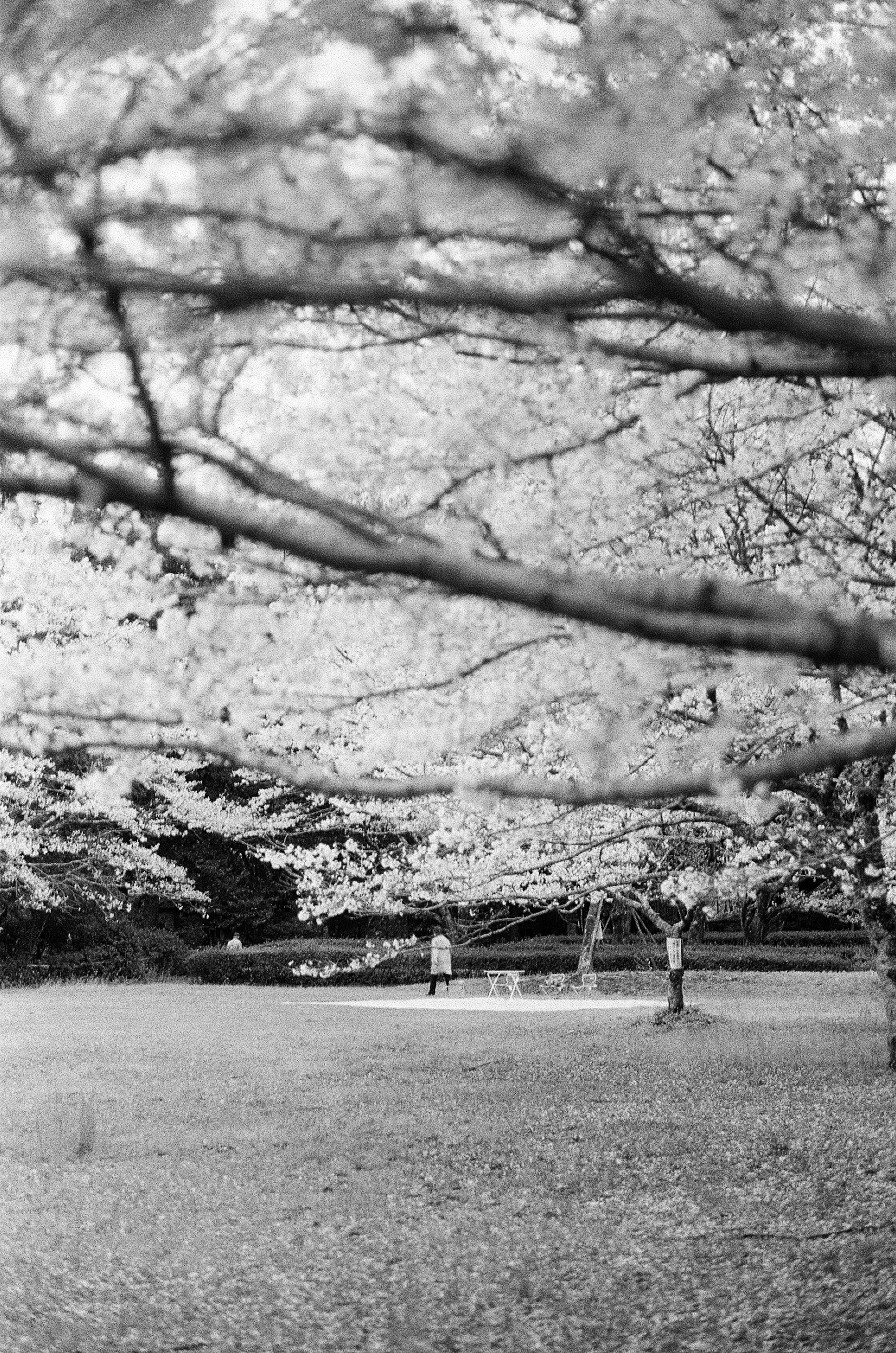 Scena di parco in bianco e nero con alberi e prato