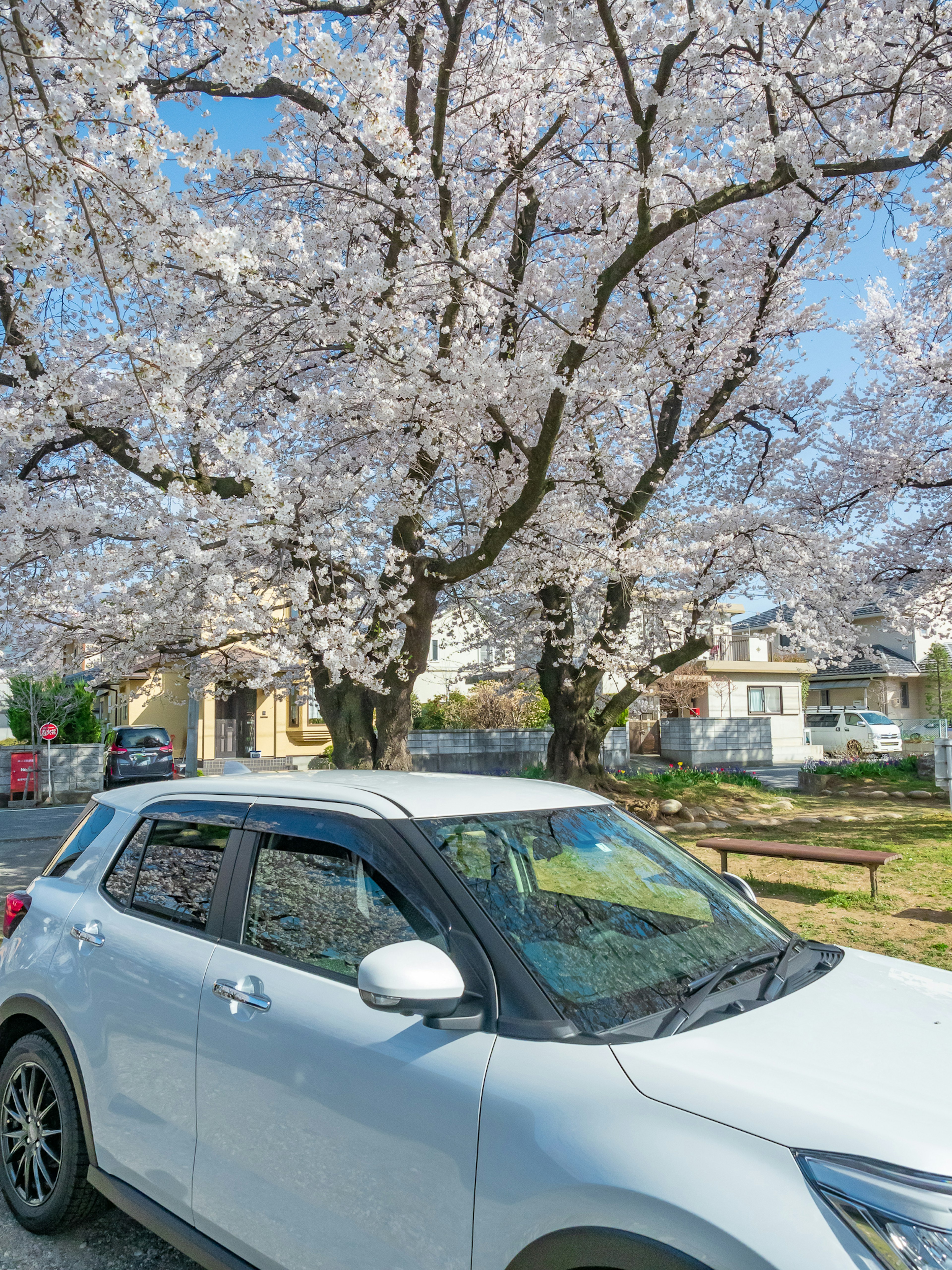 Un coche blanco estacionado bajo árboles de cerezo en flor