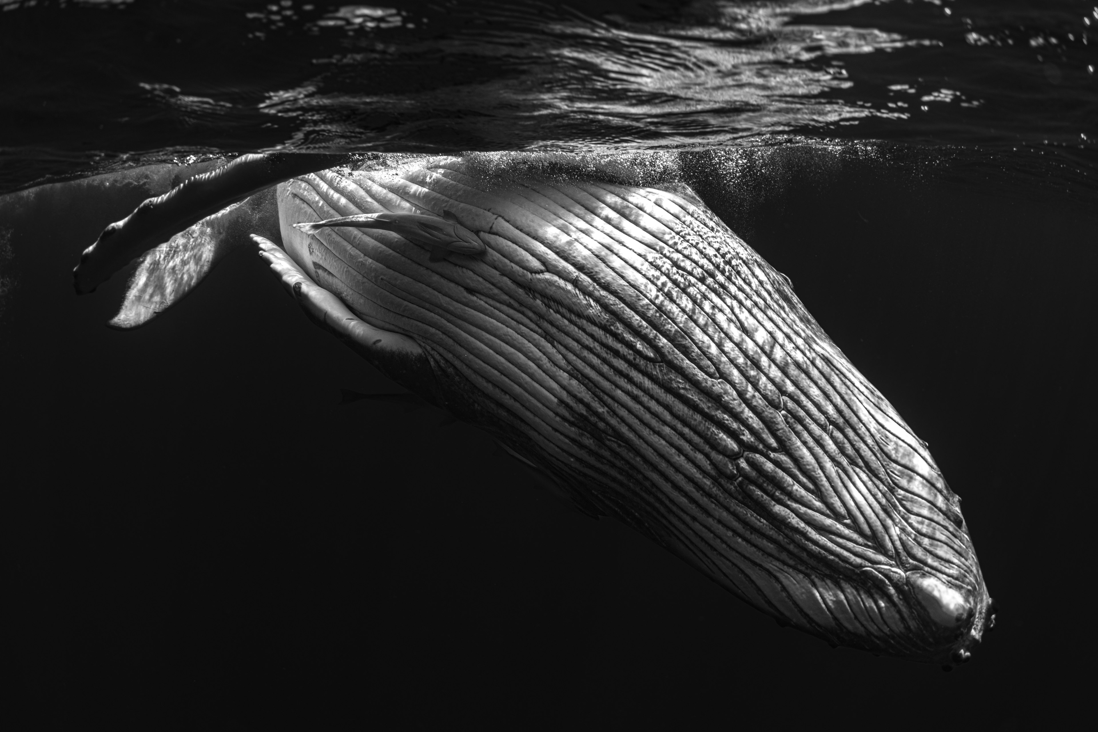 黒と白の水中写真で、巨大なクジラが水面近くで泳いでいる様子