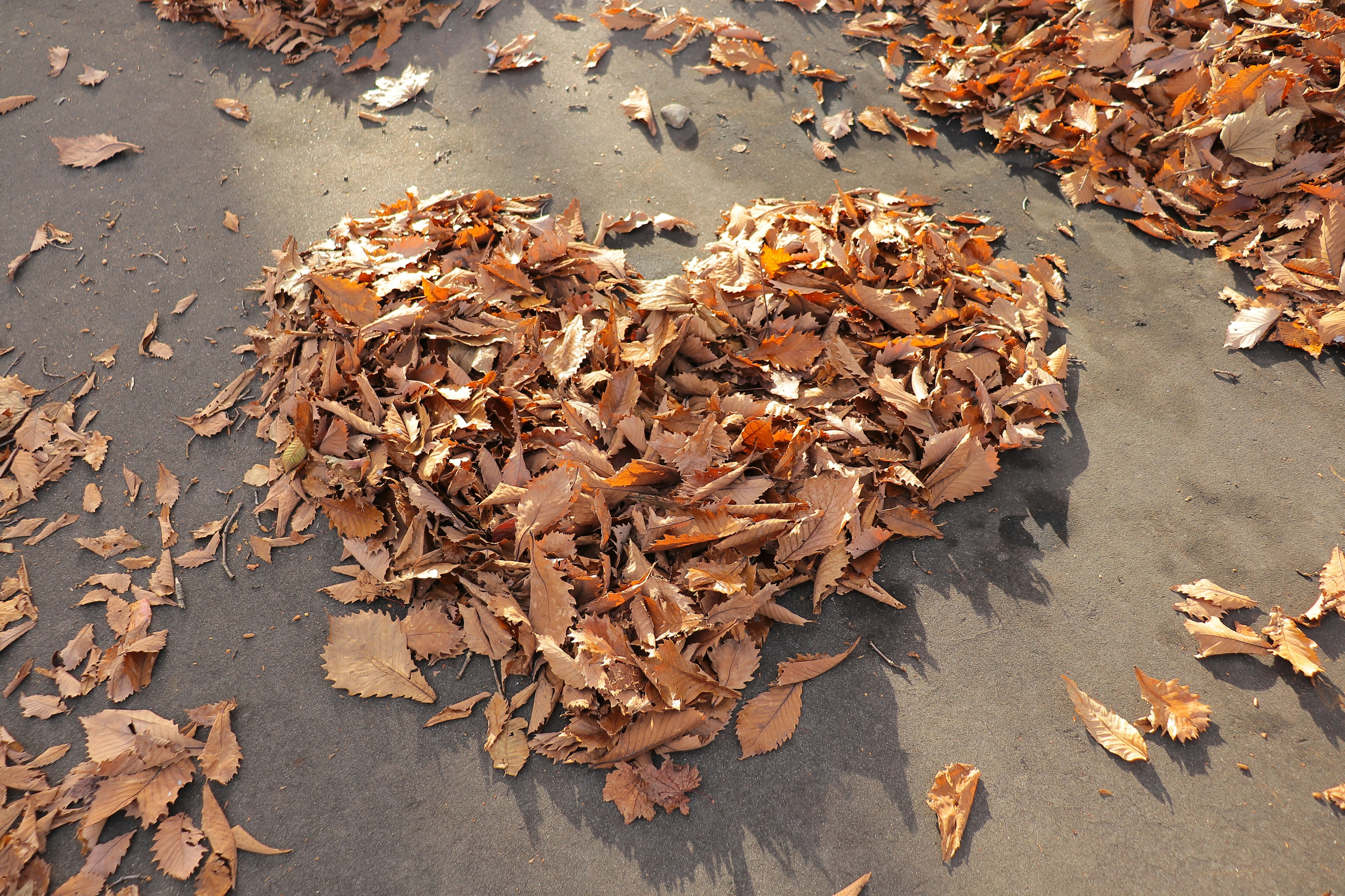 Arreglo en forma de corazón hecho de hojas de otoño