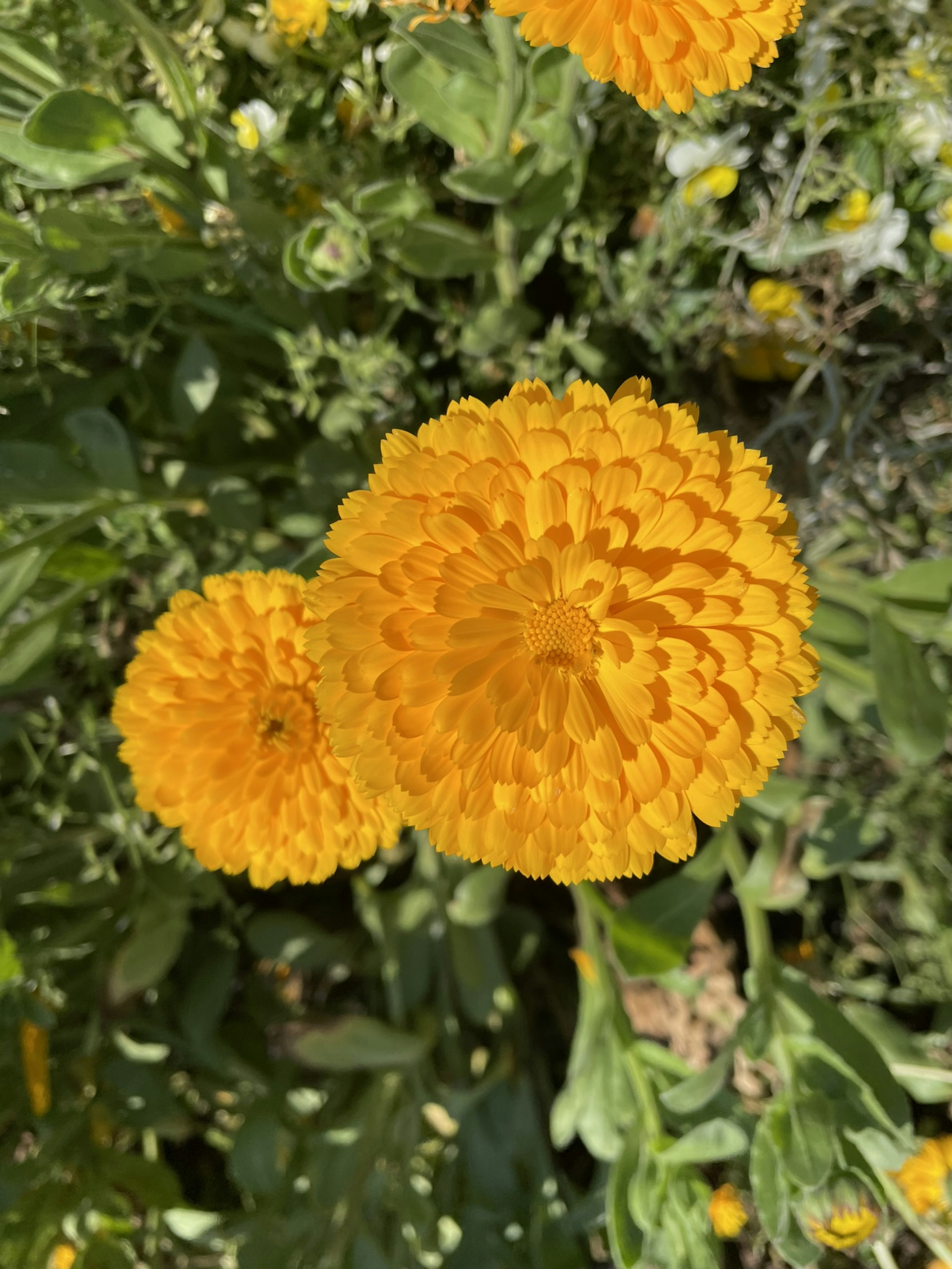 鮮やかなオレンジ色の花が咲いている庭の様子