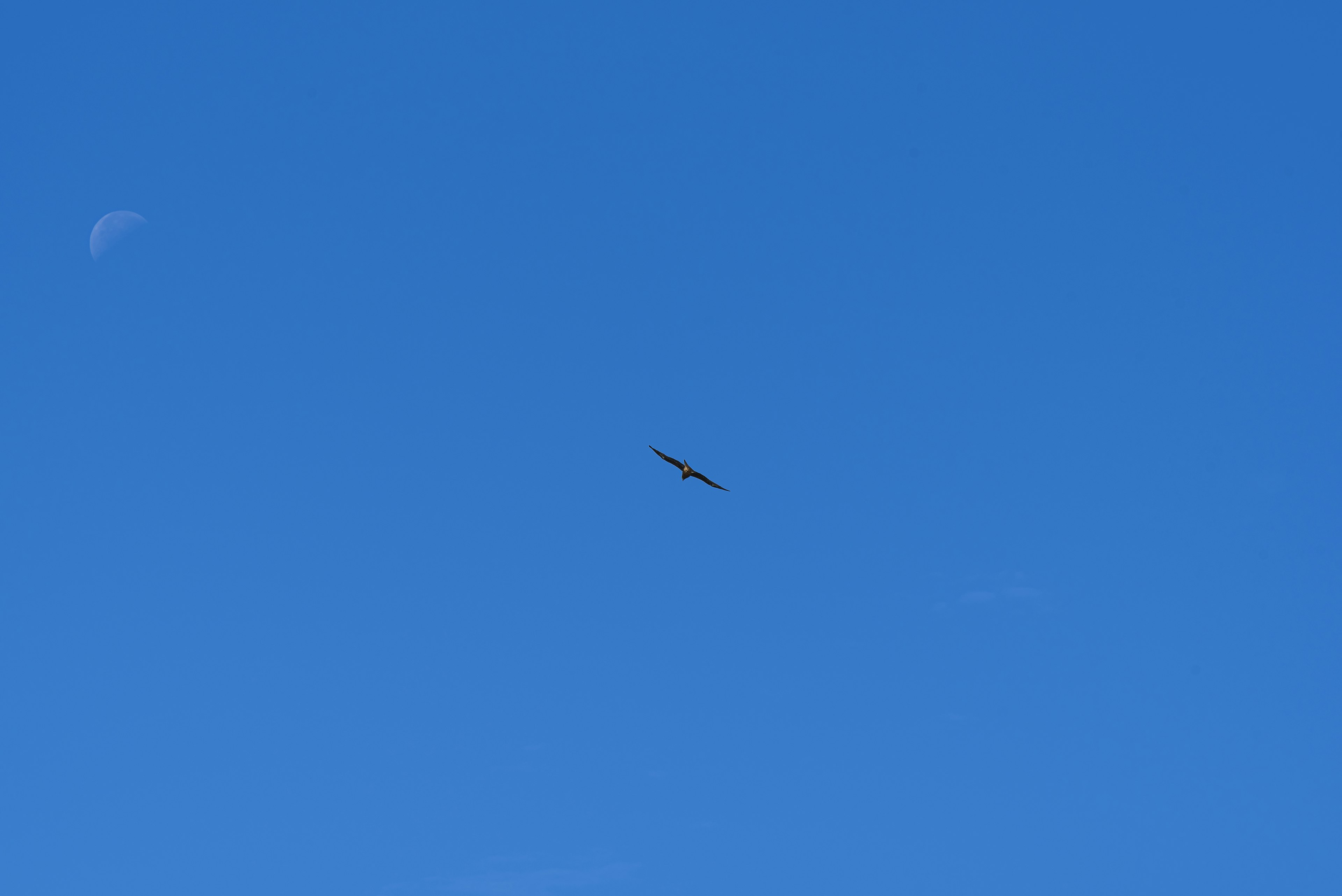 Ein Vogel fliegt in einem blauen Himmel mit einem Halbmond