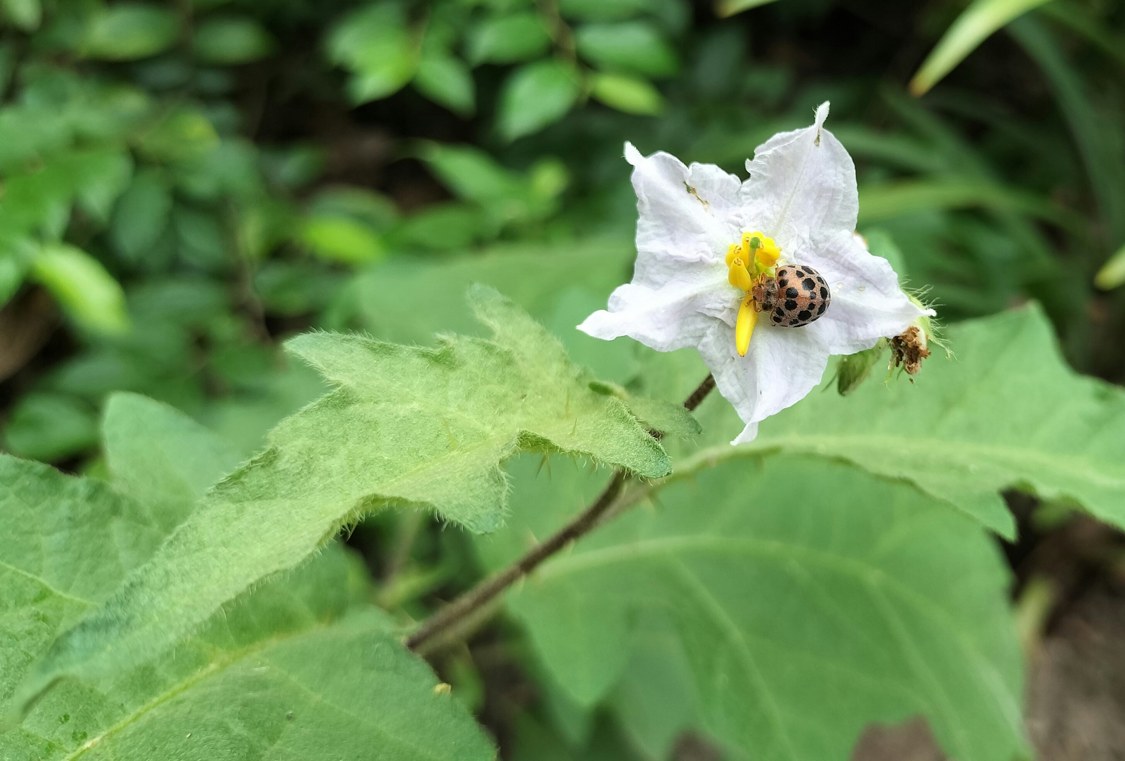 Un fiore bianco con stami gialli e foglie verdi con un piccolo insetto