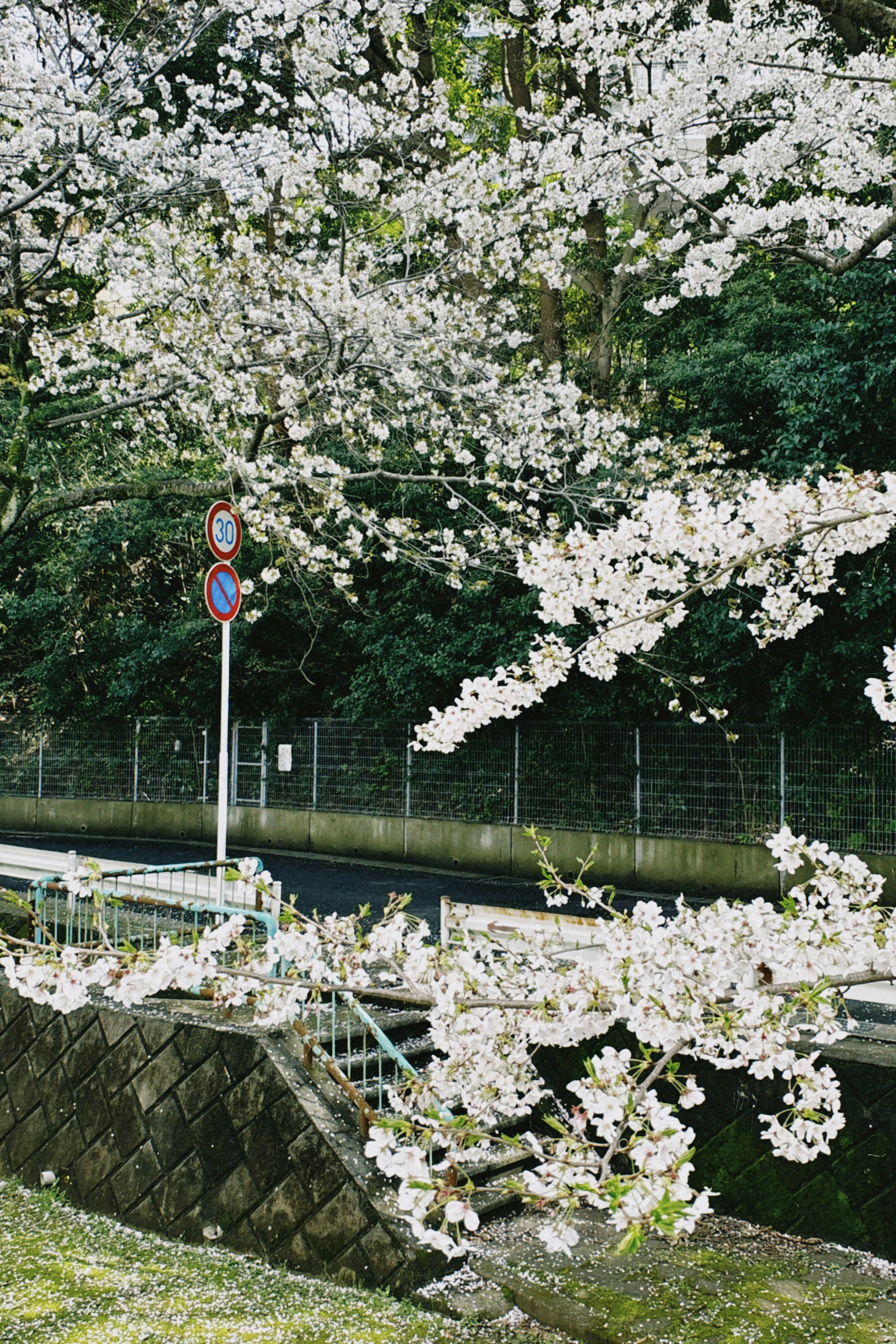 Cerezos en flor con una señal de tráfico y un camino