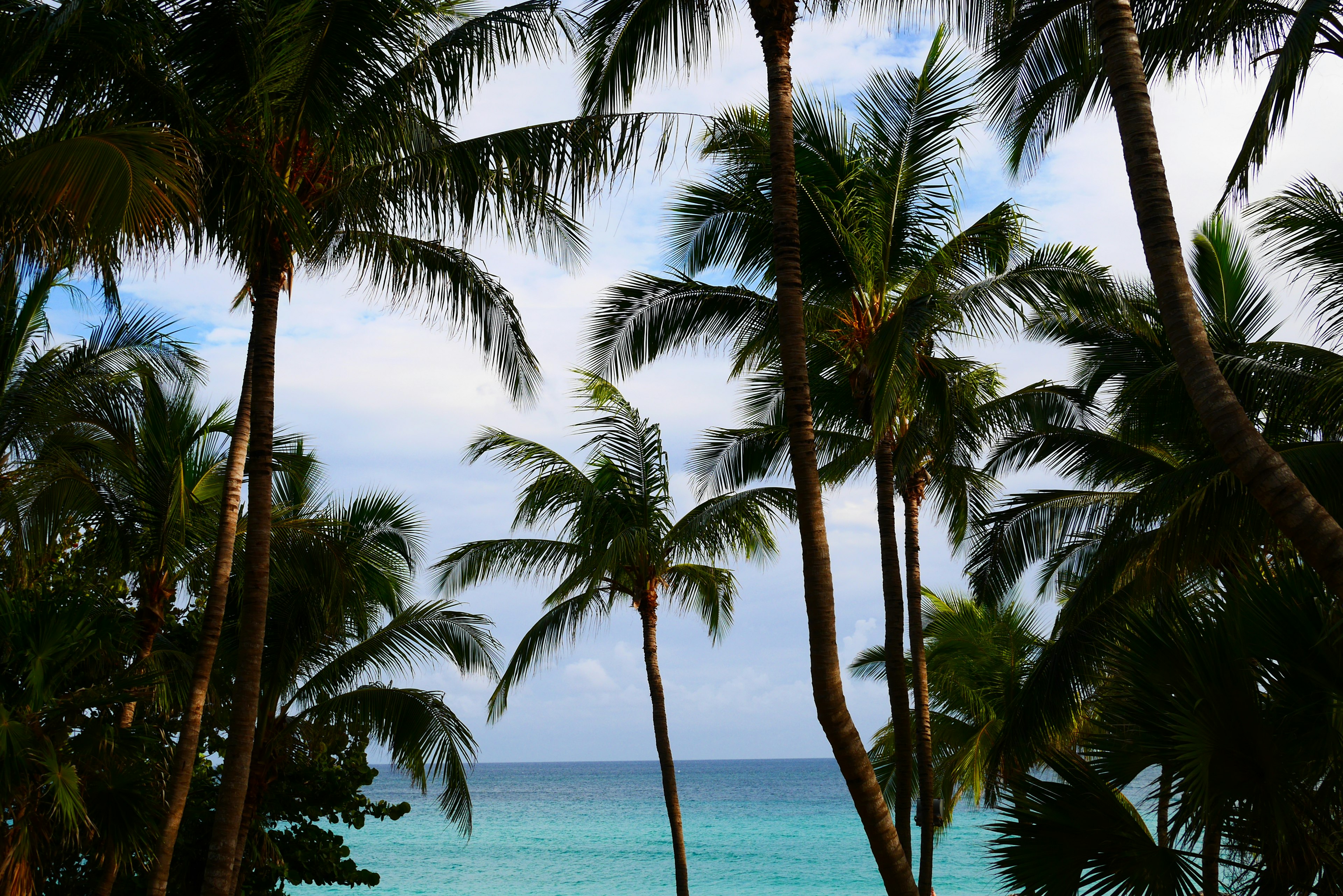 Palmeras con fondo de mar y cielo azules