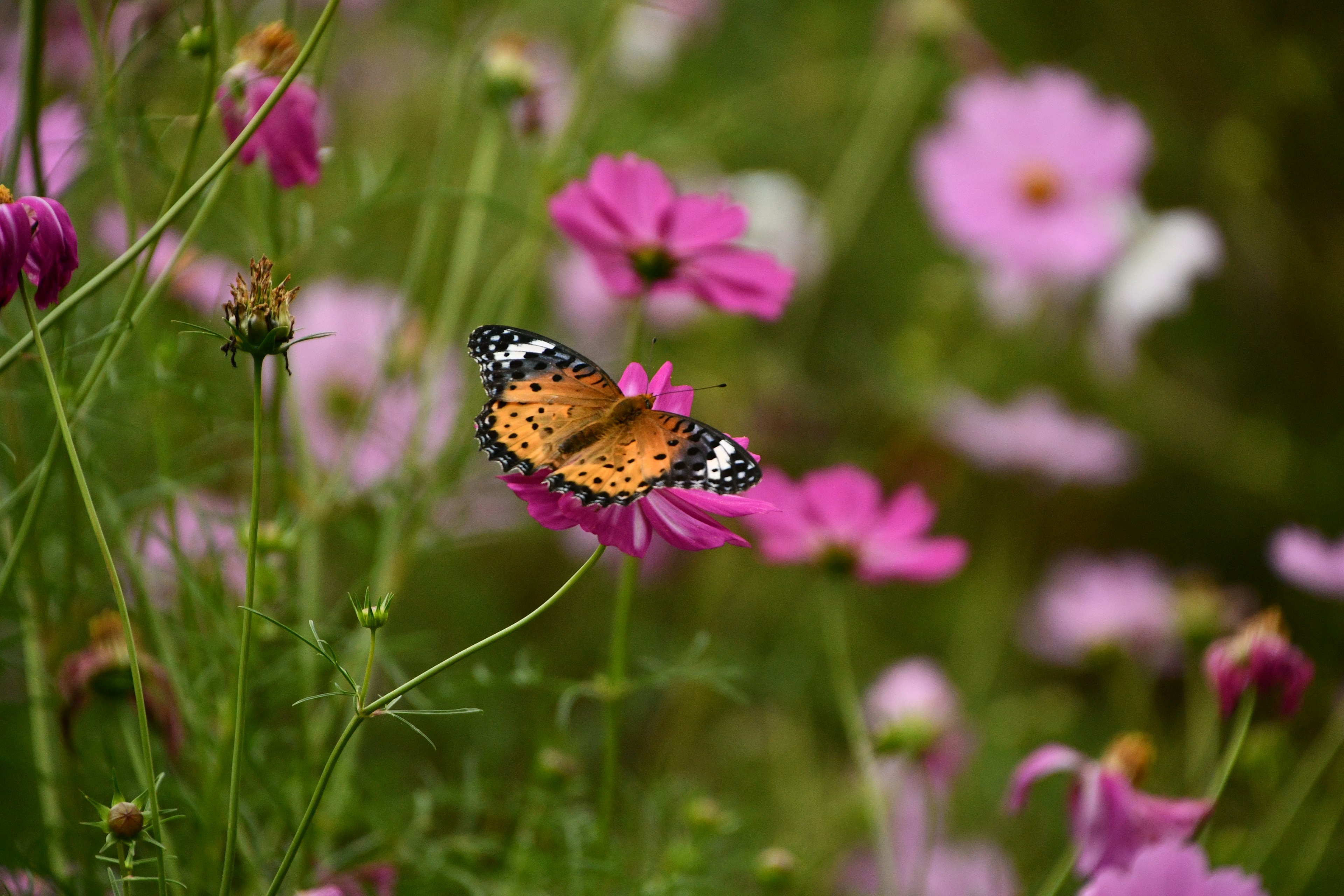 A beautiful butterfly resting on a pink flower in a garden