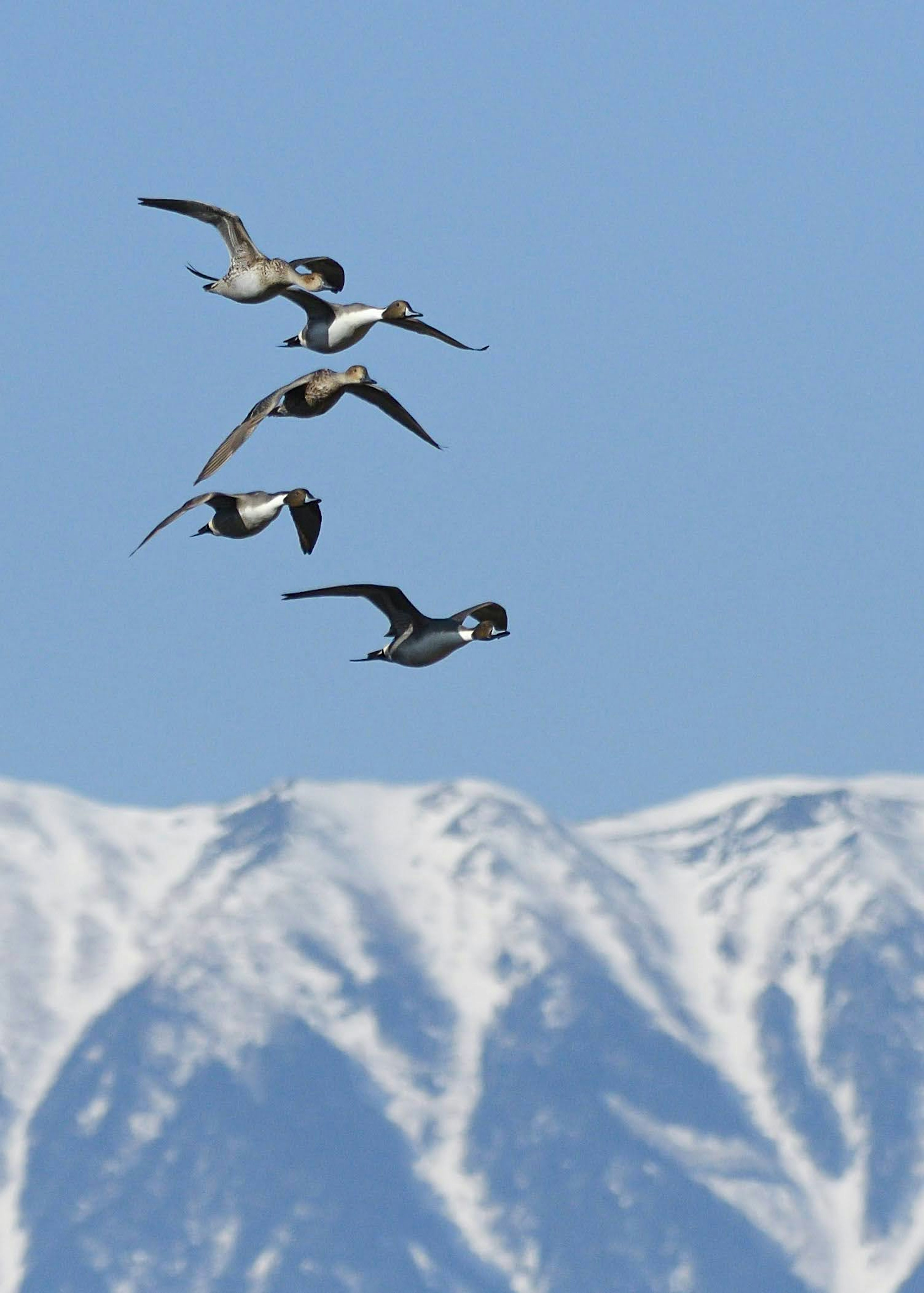 雪をかぶった山々を背景に飛ぶ鳥たちの群れ