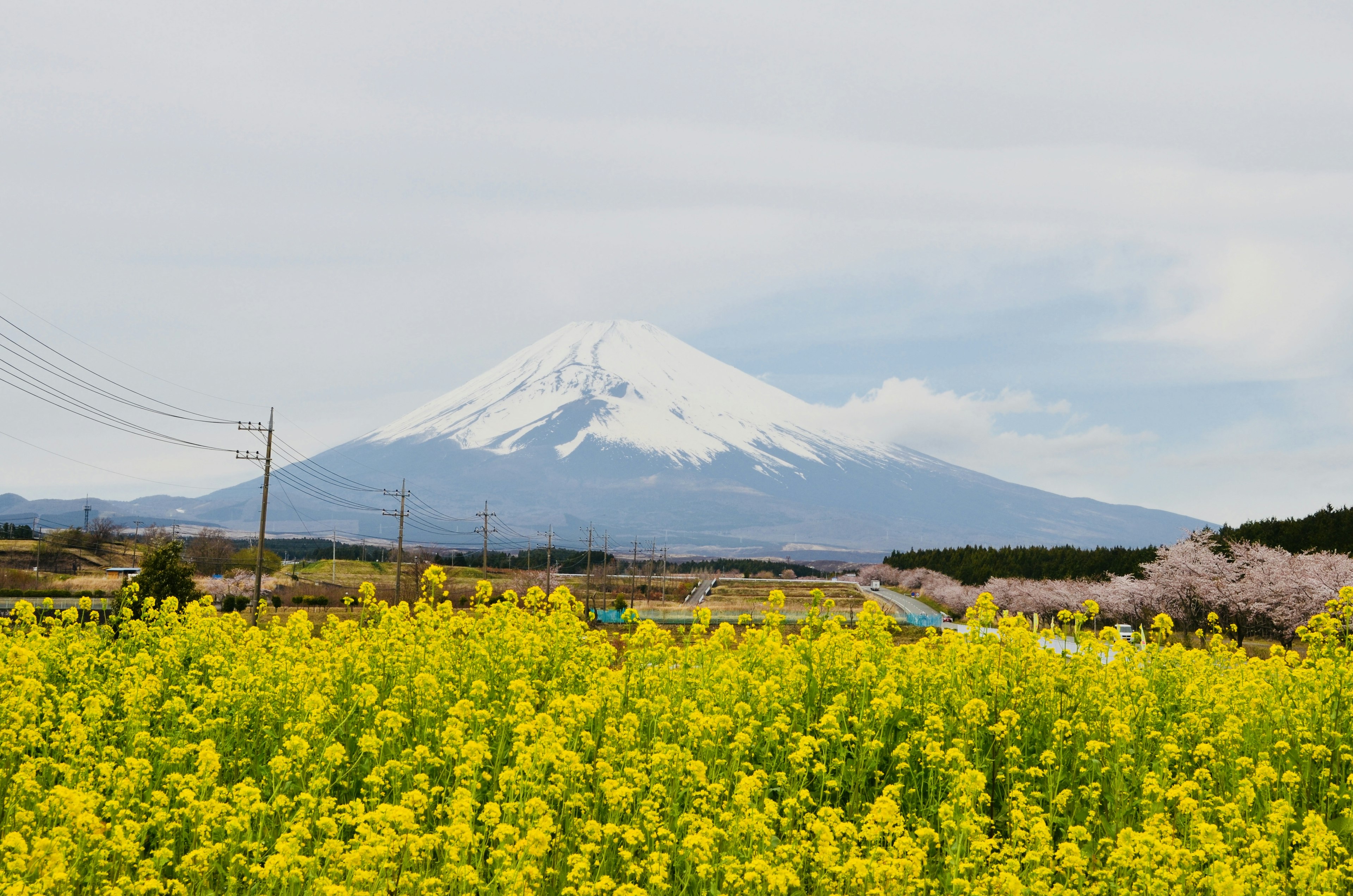 Vue pittoresque du mont Fuji avec un champ de fleurs de colza jaunes