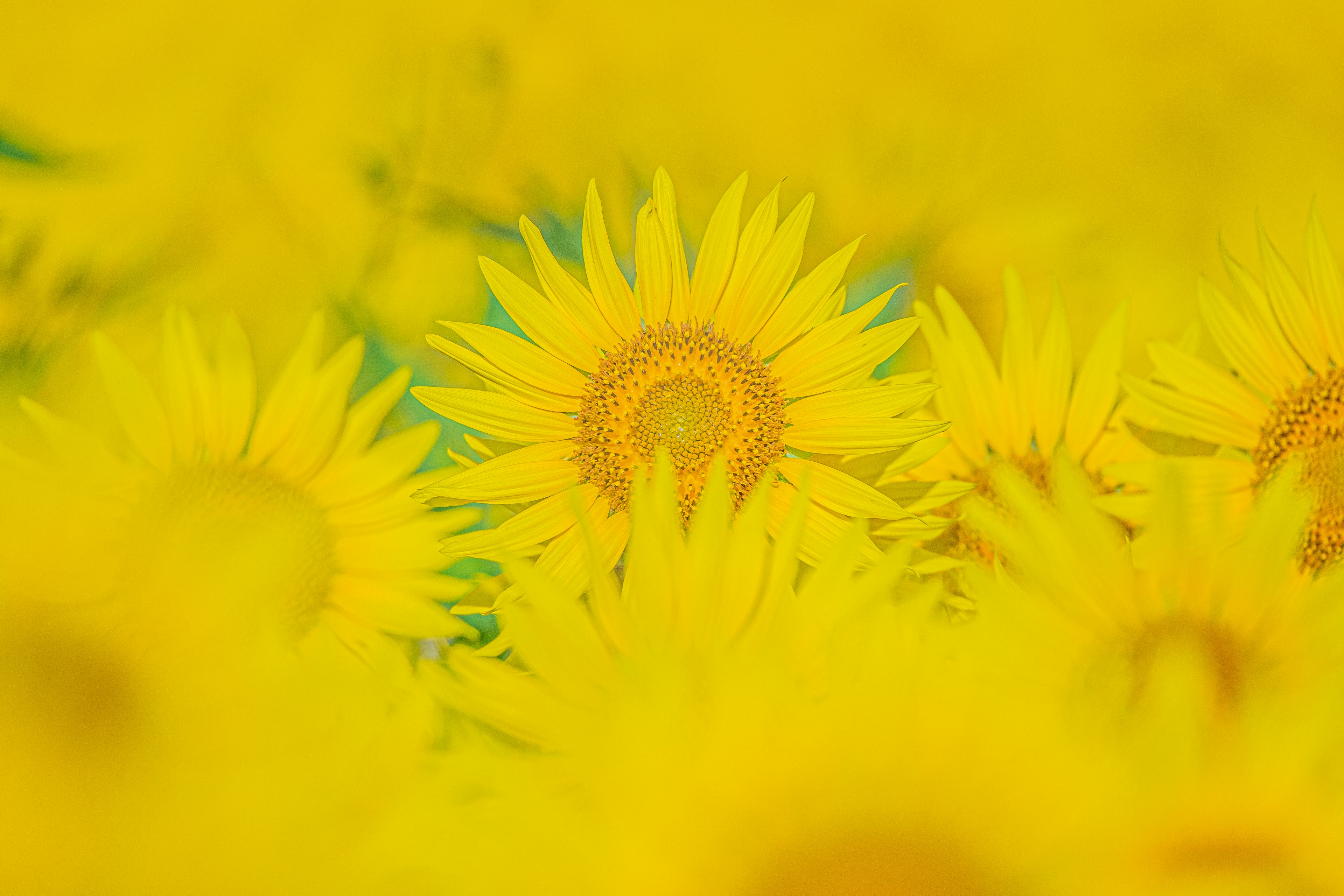 Lebendige gelbe Sonnenblumen auf einem Feld