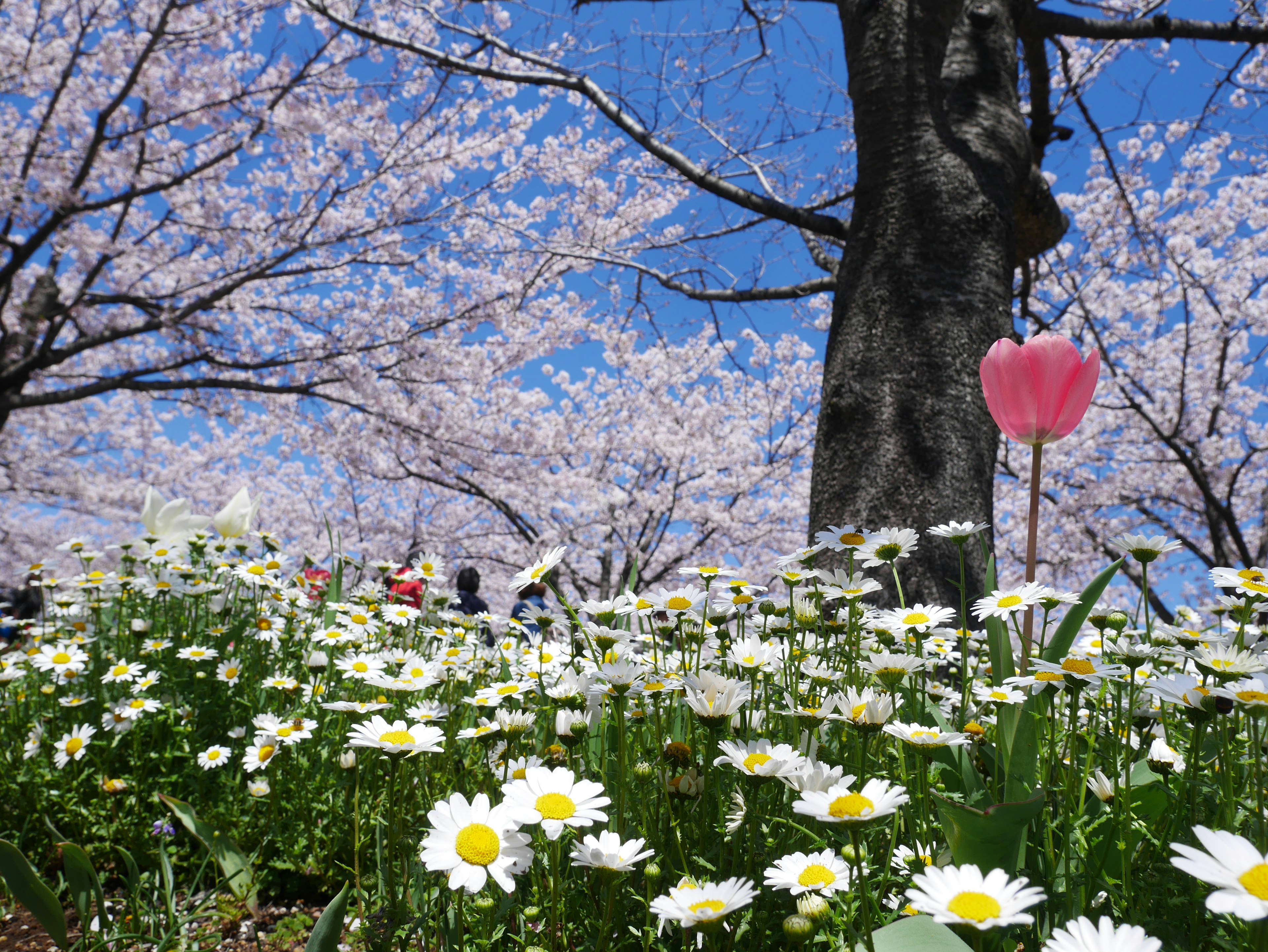 Un paysage avec des marguerites blanches en fleurs et des cerisiers sous un ciel bleu