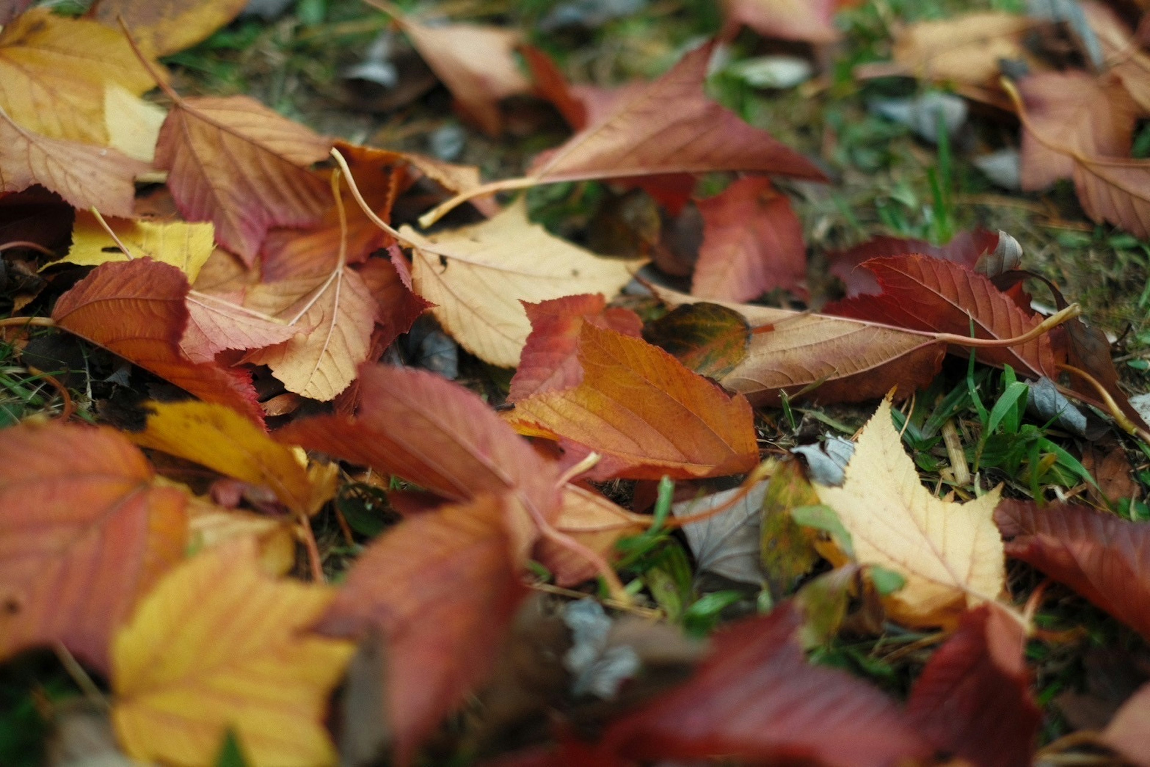 Hojas de otoño coloridas esparcidas por el suelo