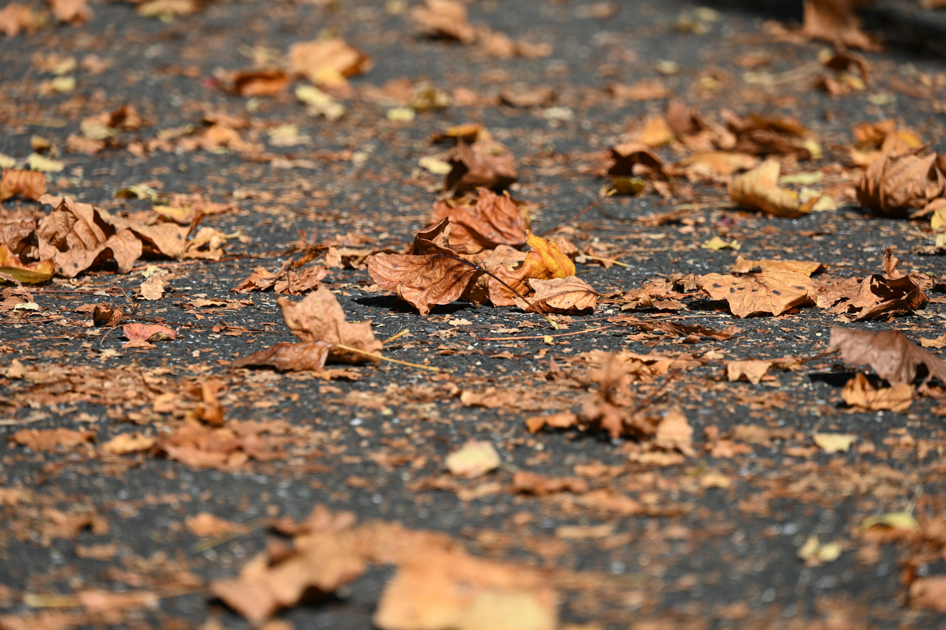 Paved path covered with scattered autumn leaves