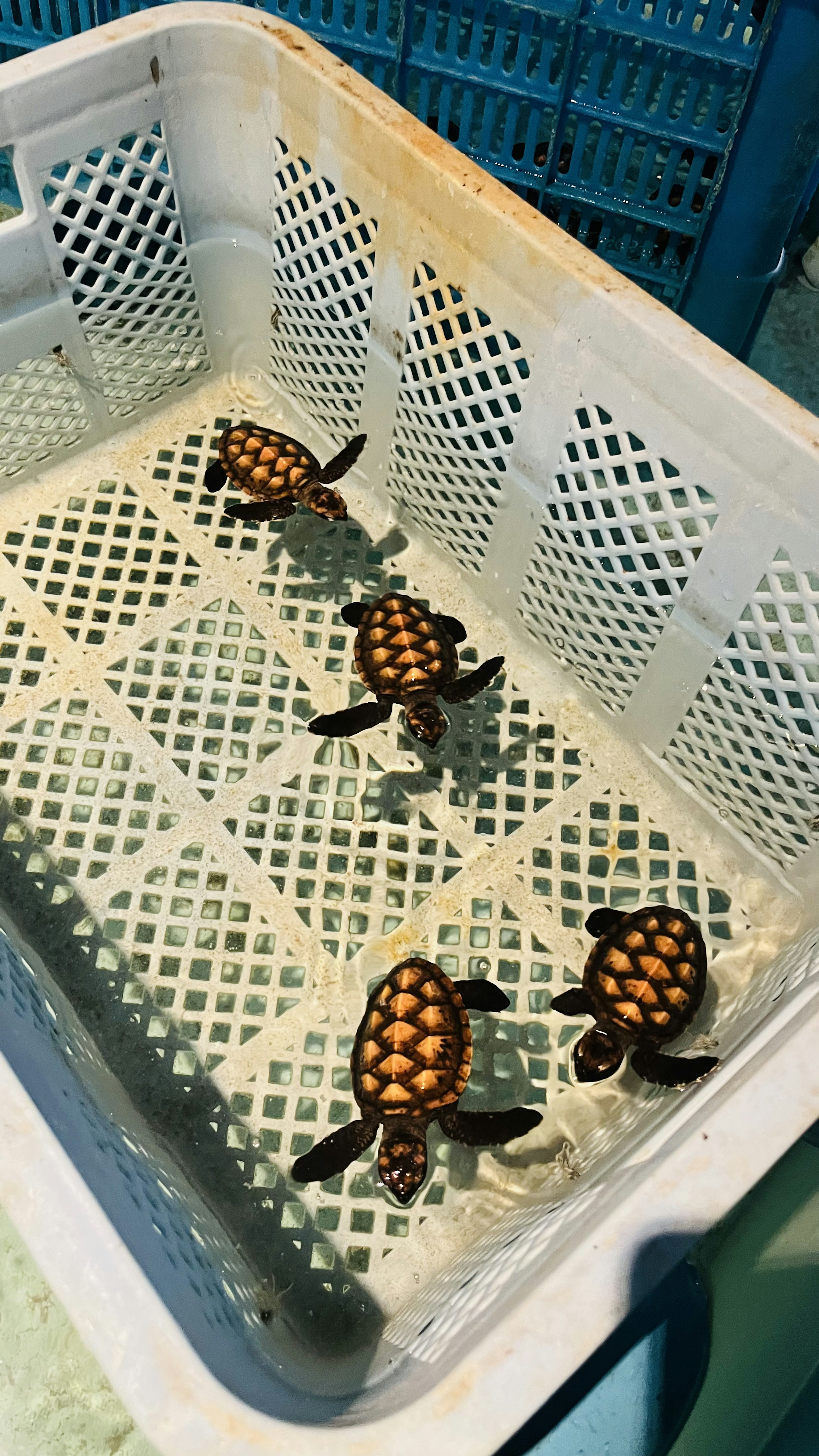 Four small turtles in a basket filled with water