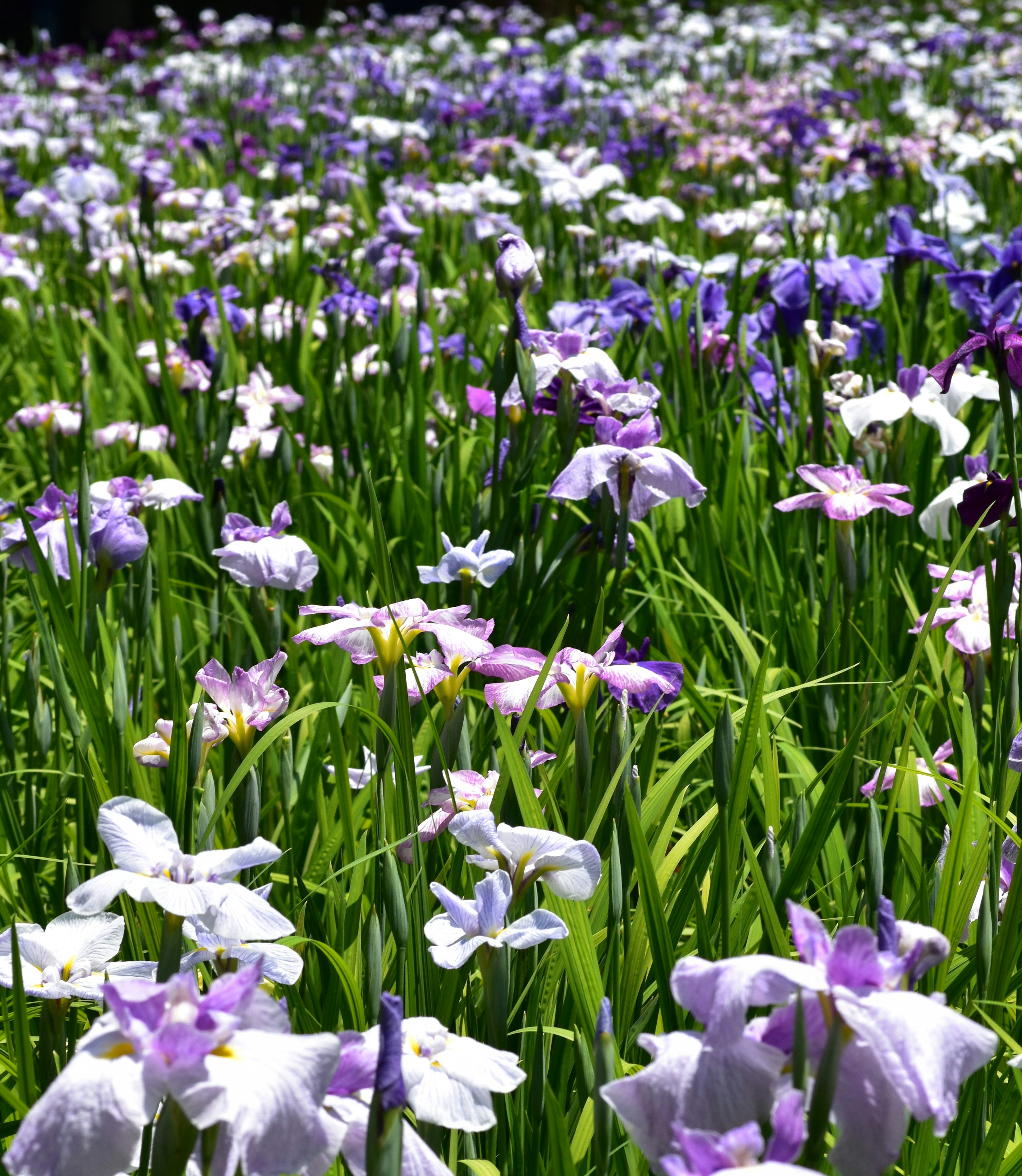 Lebendiges Feld mit blühenden Blumen in Lila und Weiß