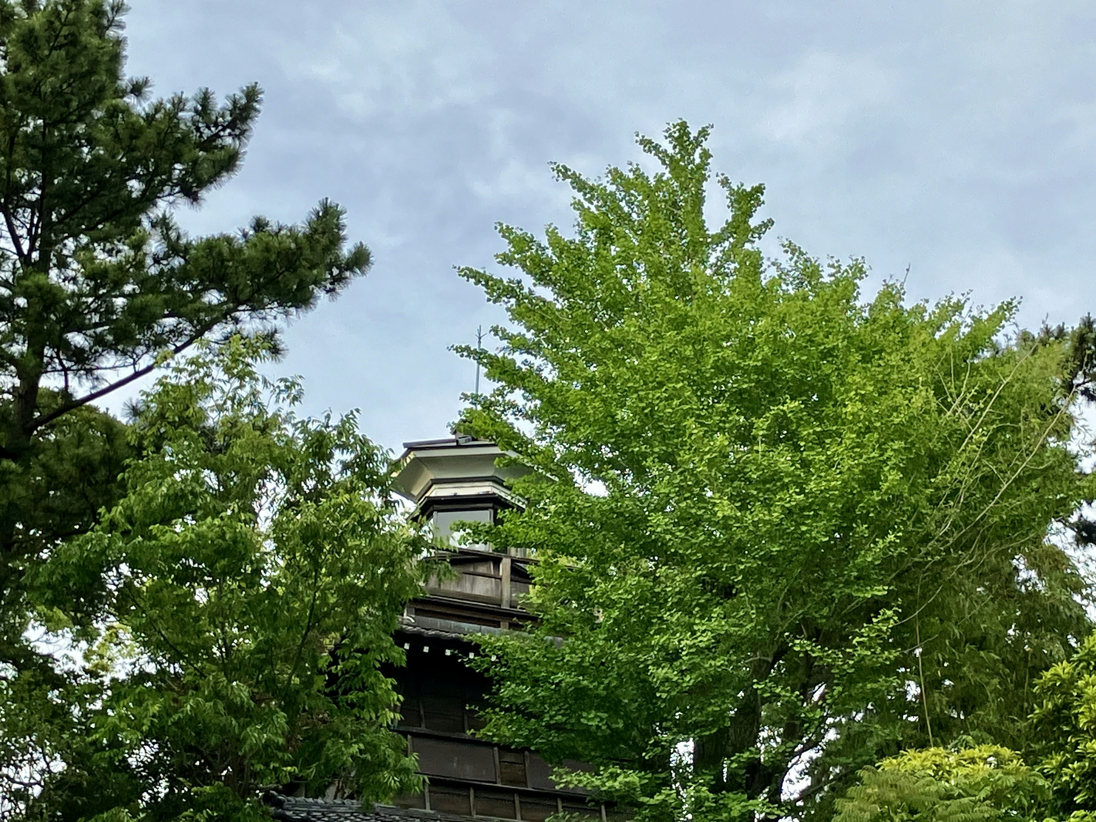 View of an old building partially hidden by lush green trees