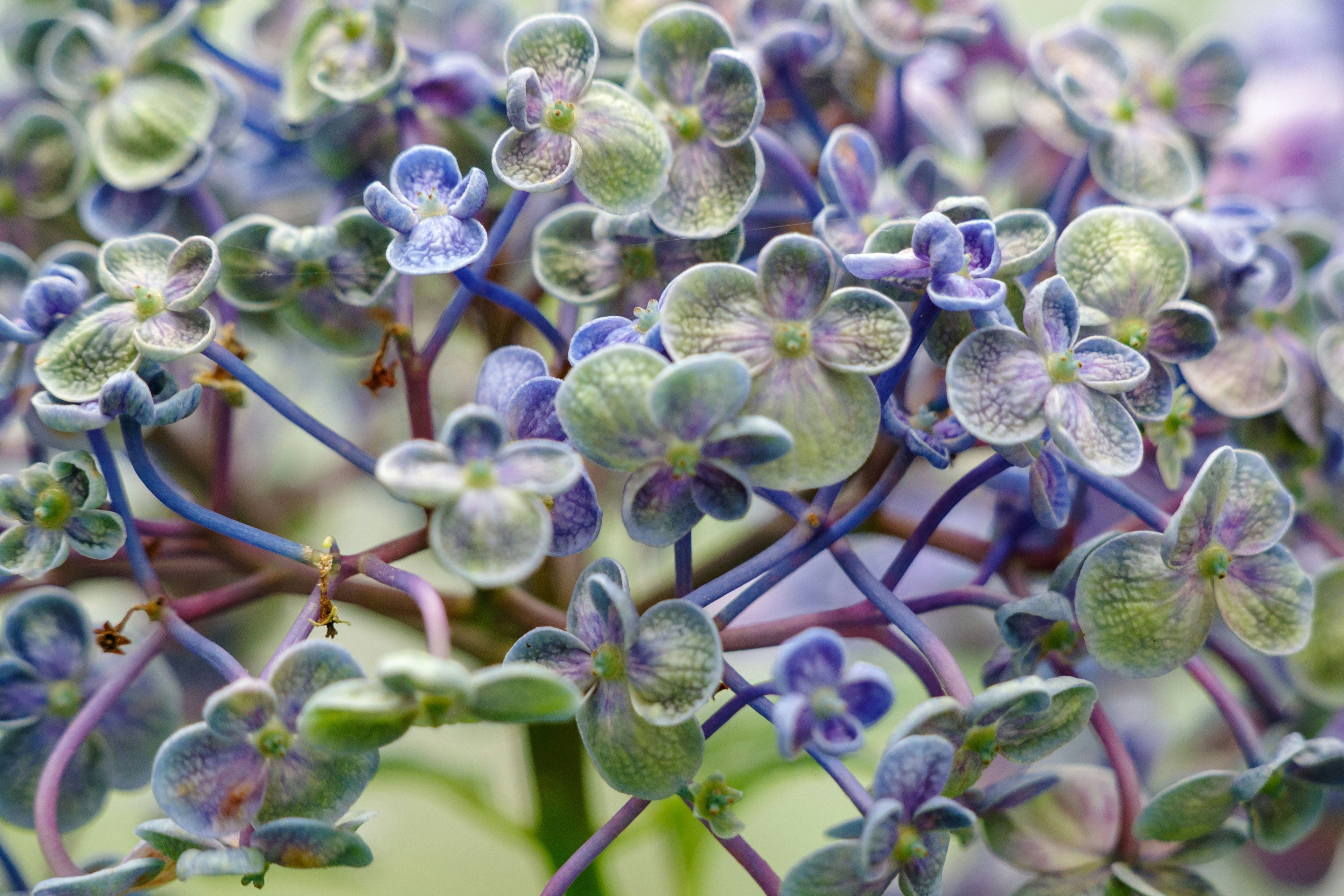 青紫色の花が密集している美しい植物のクローズアップ