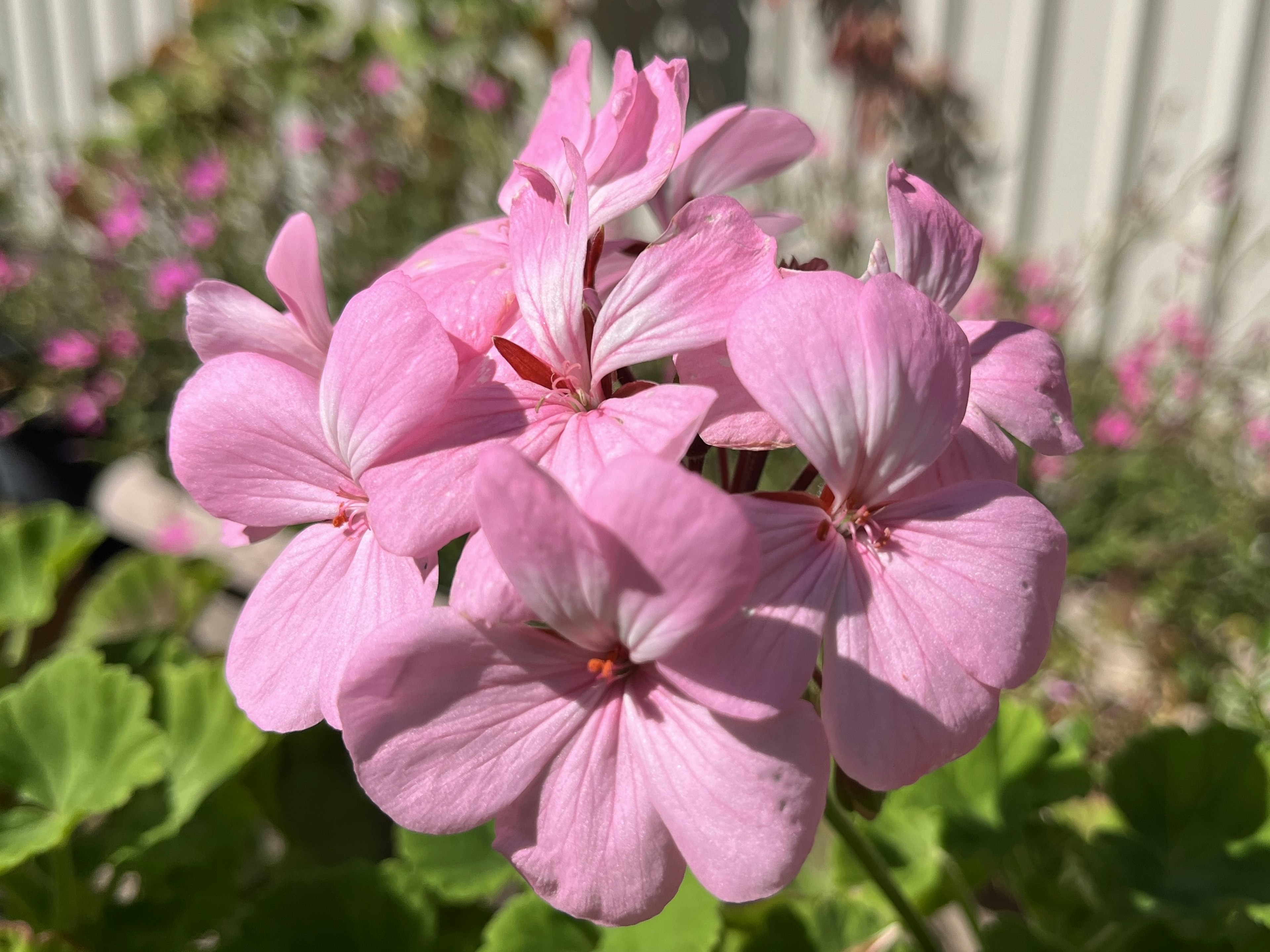 Cluster of pink geranium flowers in bloom