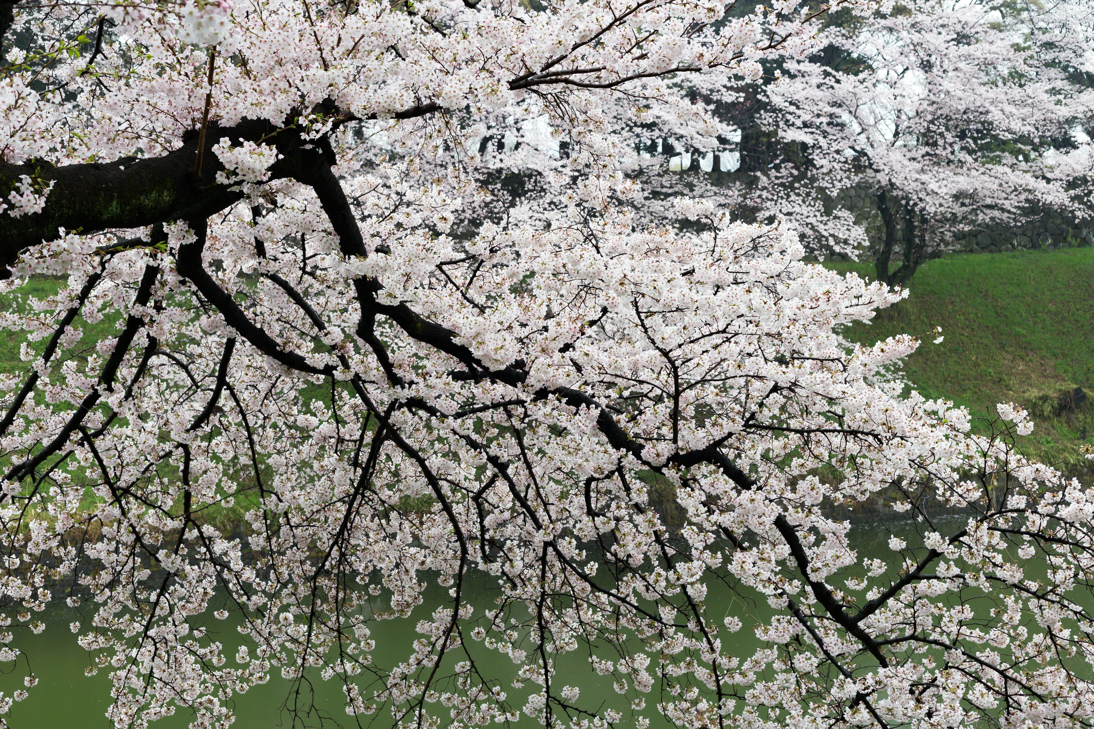 Cabang bunga sakura yang mekar penuh di latar belakang hijau