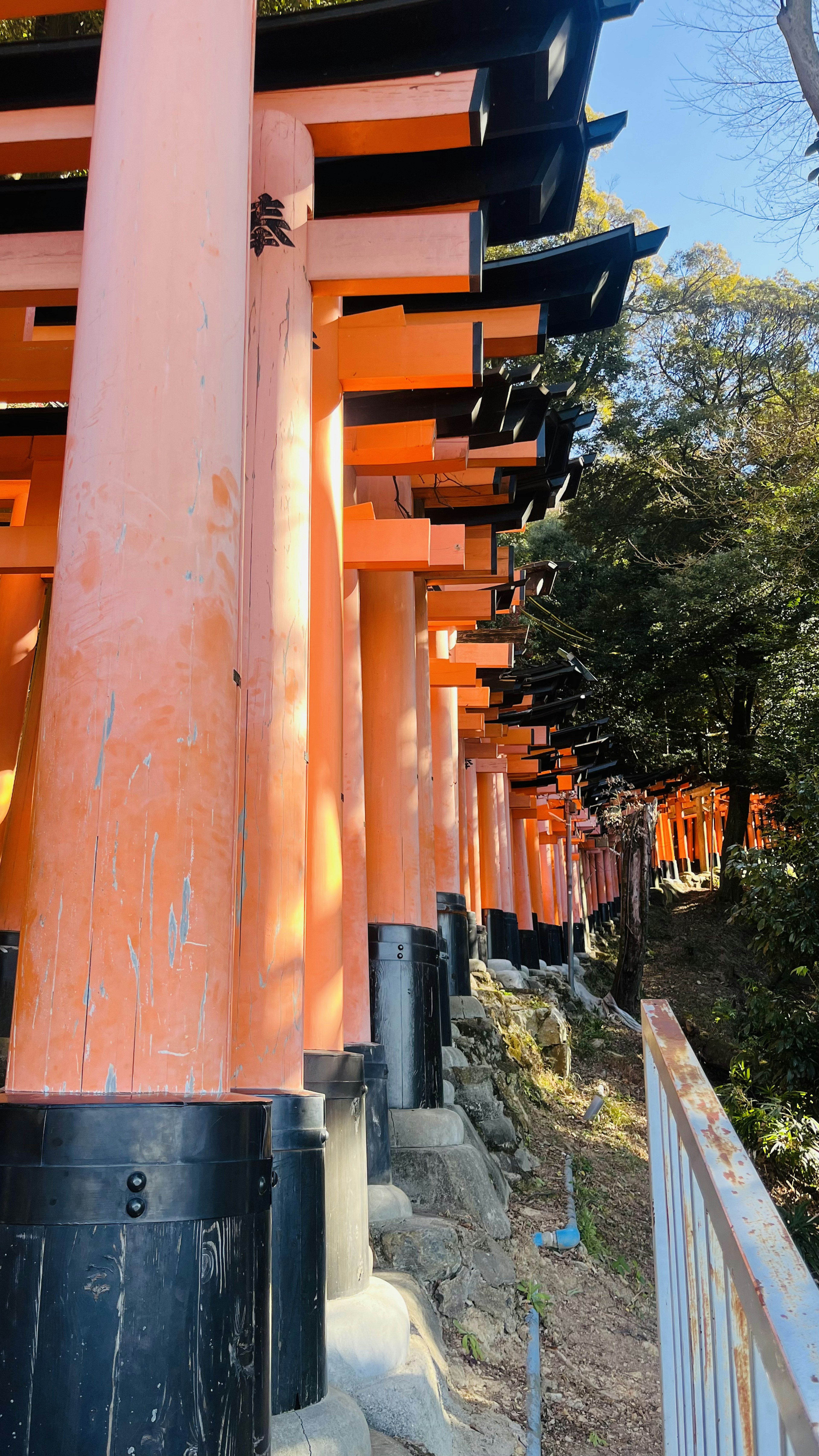 鮮やかなオレンジ色の鳥居が並ぶ風景