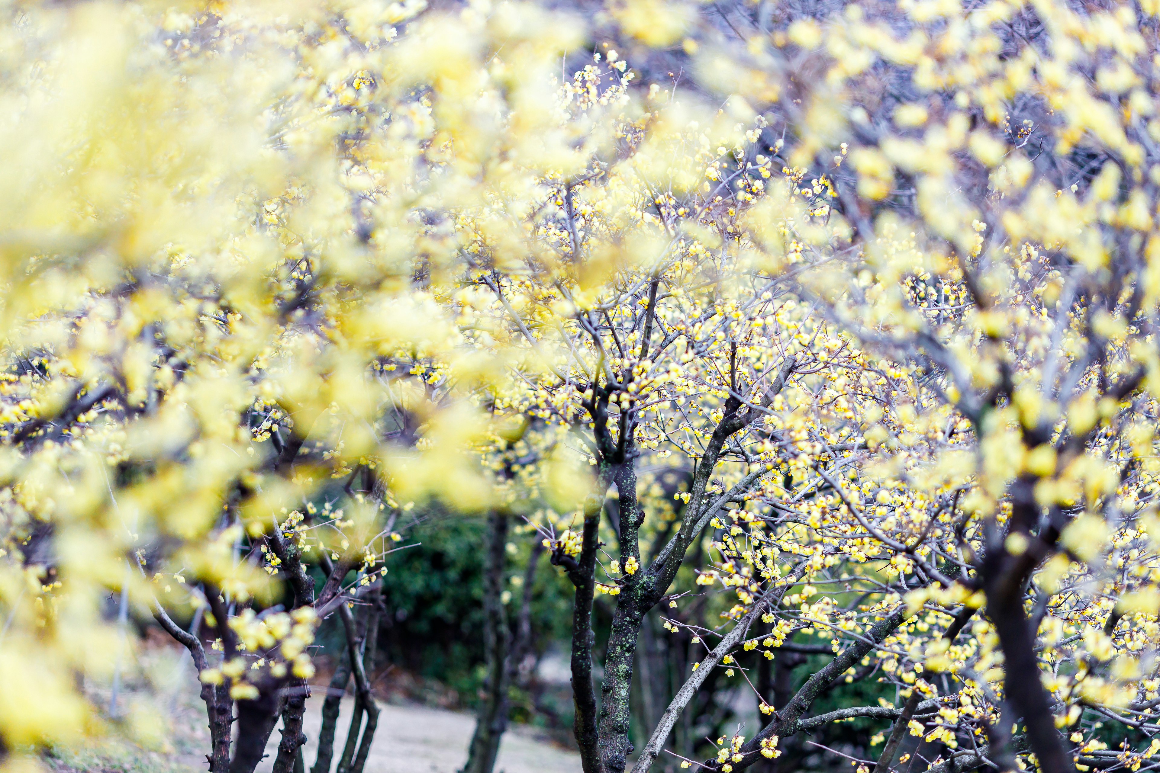 Verschwommene Sicht auf Bäume mit blühenden gelben Blumen in einem Garten