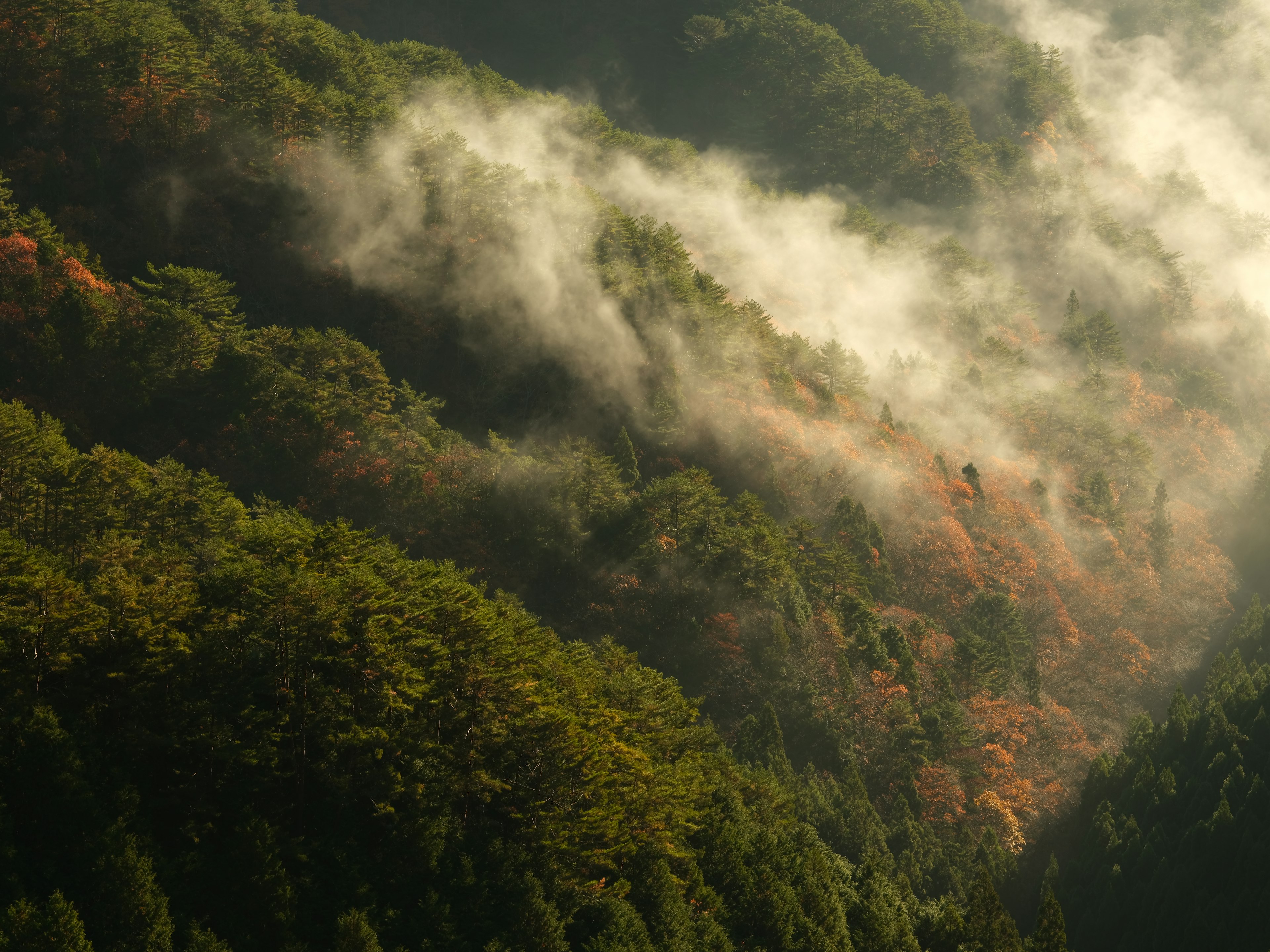 Lush green mountains shrouded in mist