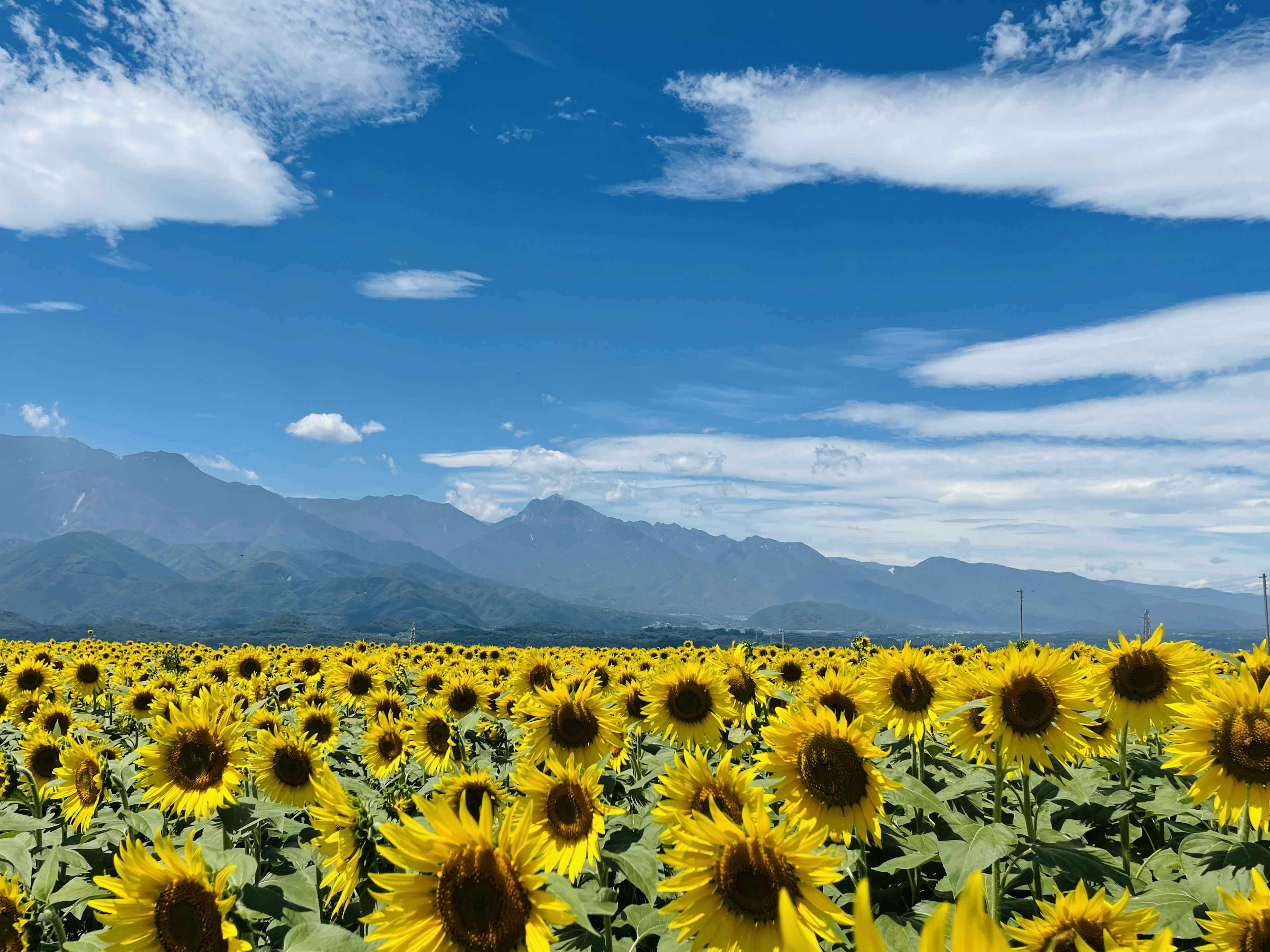 Un paisaje con un campo de girasoles bajo un cielo azul y montañas al fondo