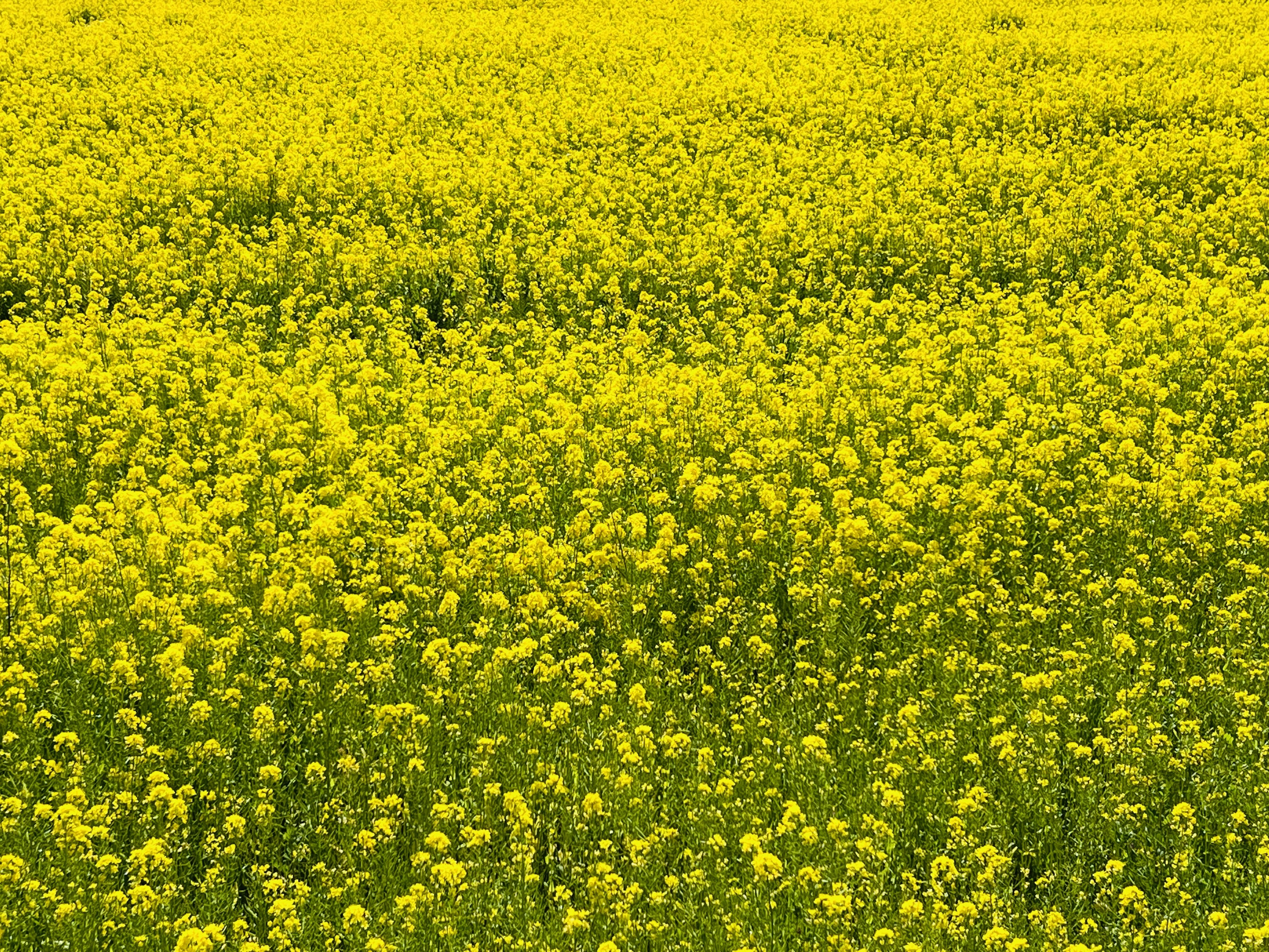 Vast field of blooming yellow canola flowers