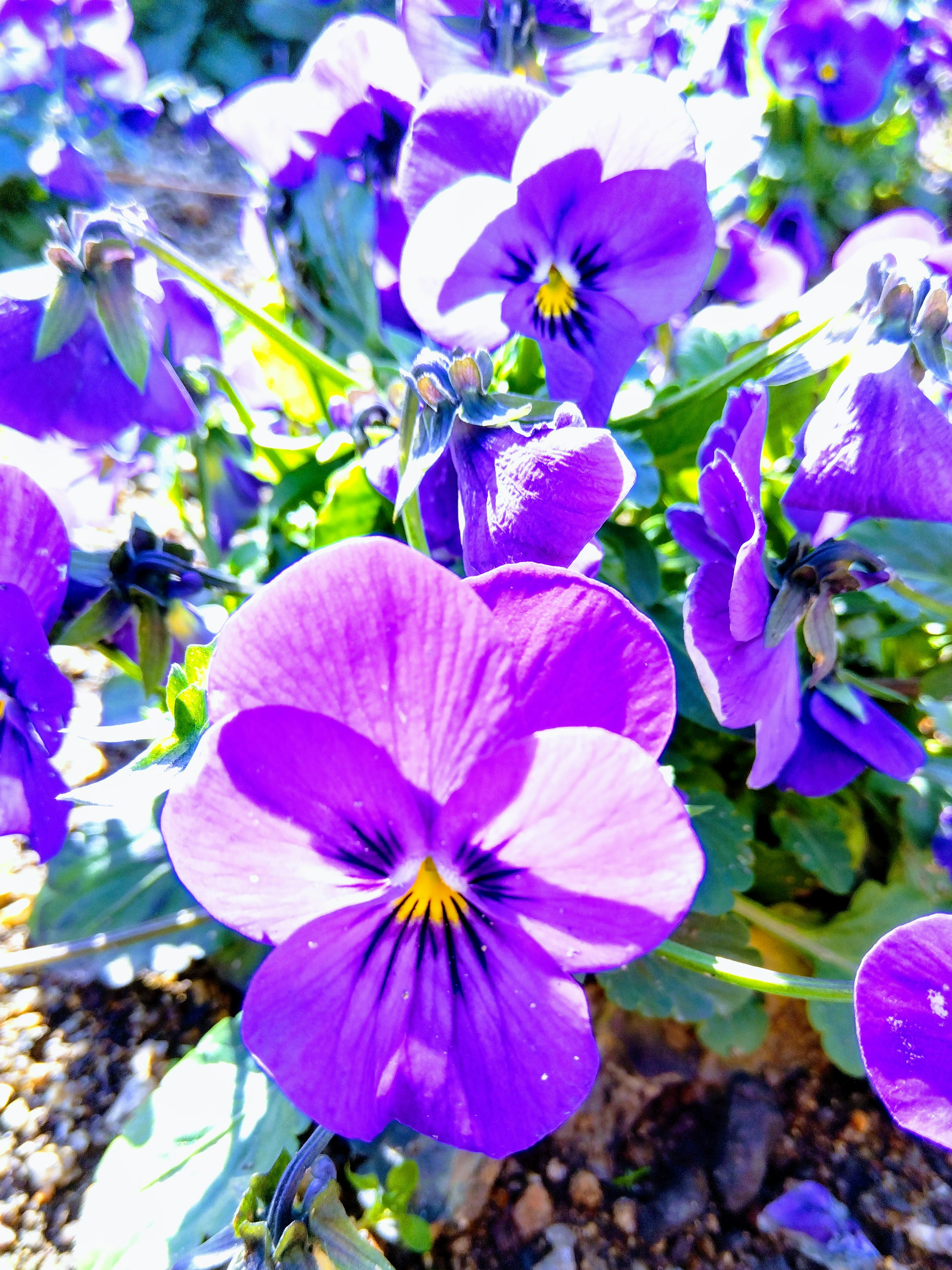 Vibrant purple pansy flowers blooming in a garden setting