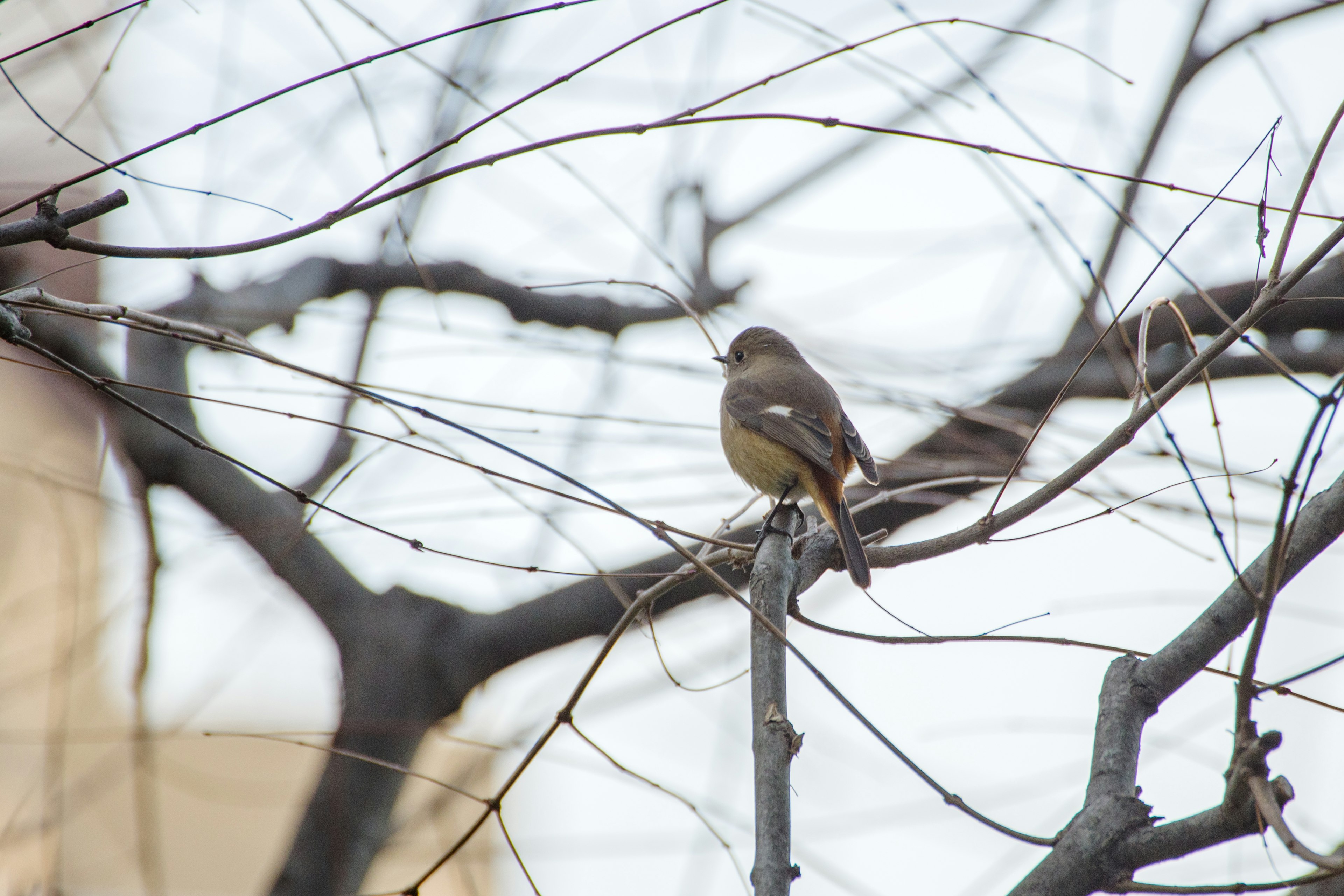 Ein kleiner Vogel sitzt auf einem Zweig zwischen kahlen Winterästen