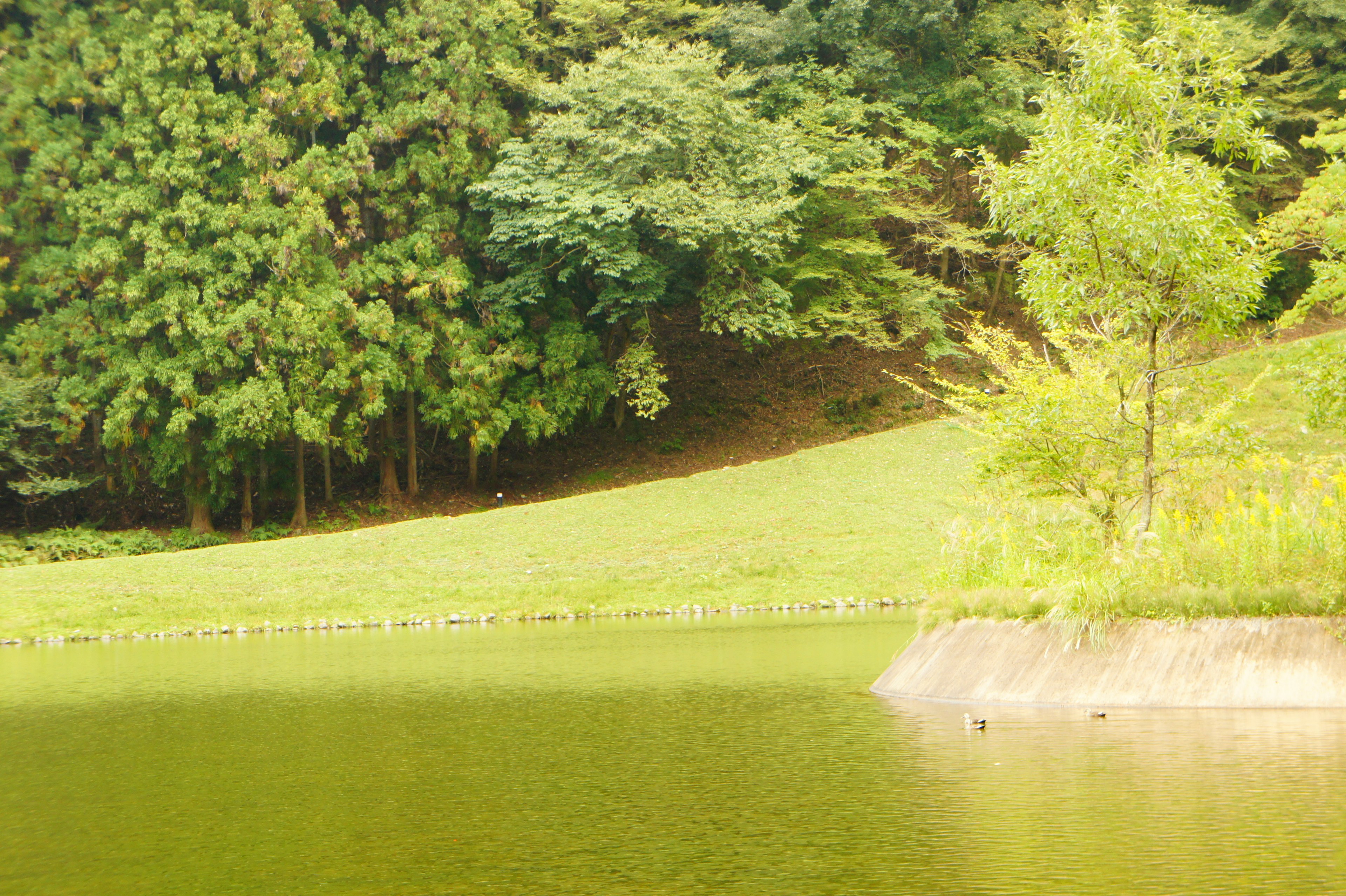 Paesaggio di lago tranquillo con foresta lussureggiante