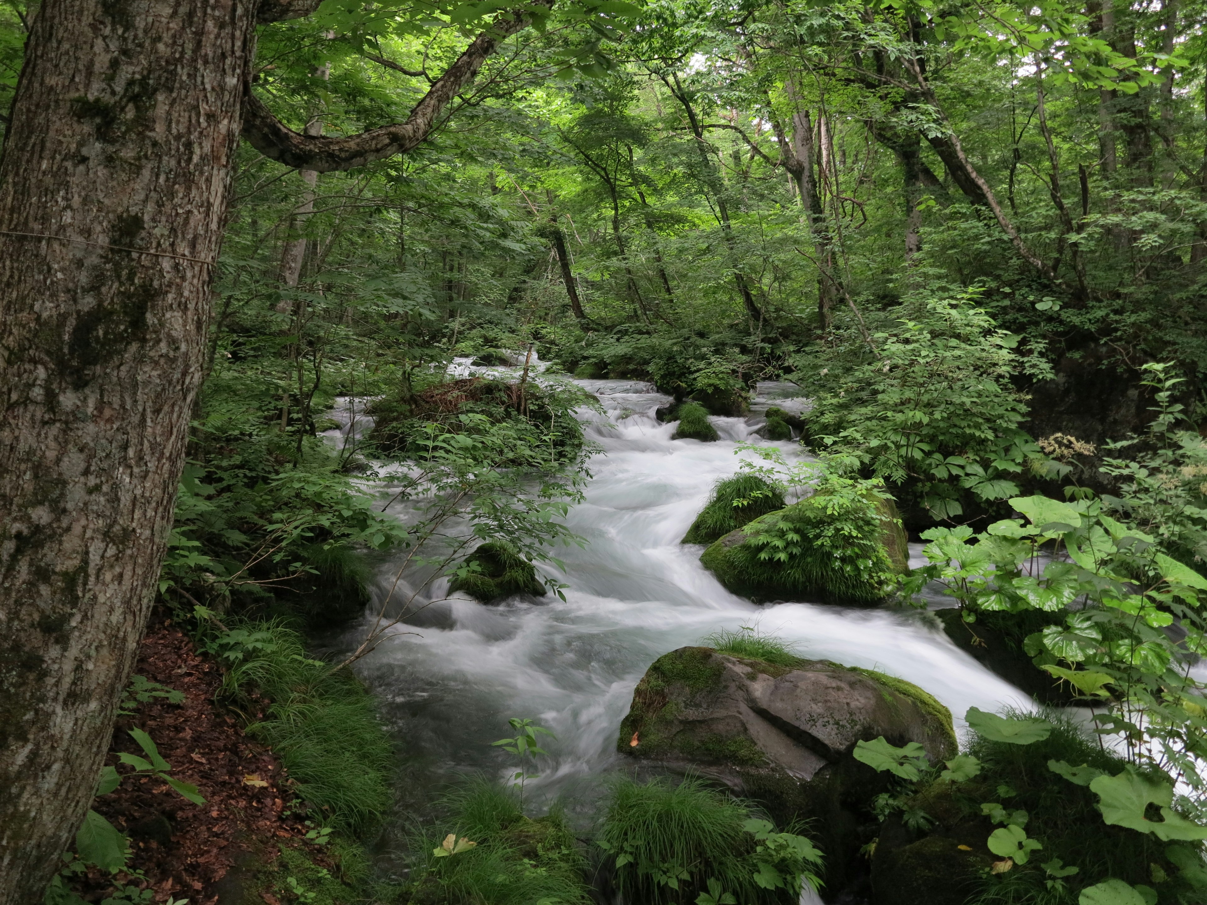 Malerei einer Landschaft mit einem Fluss, der durch einen üppigen grünen Wald fließt, umgeben von Felsen und Bäumen