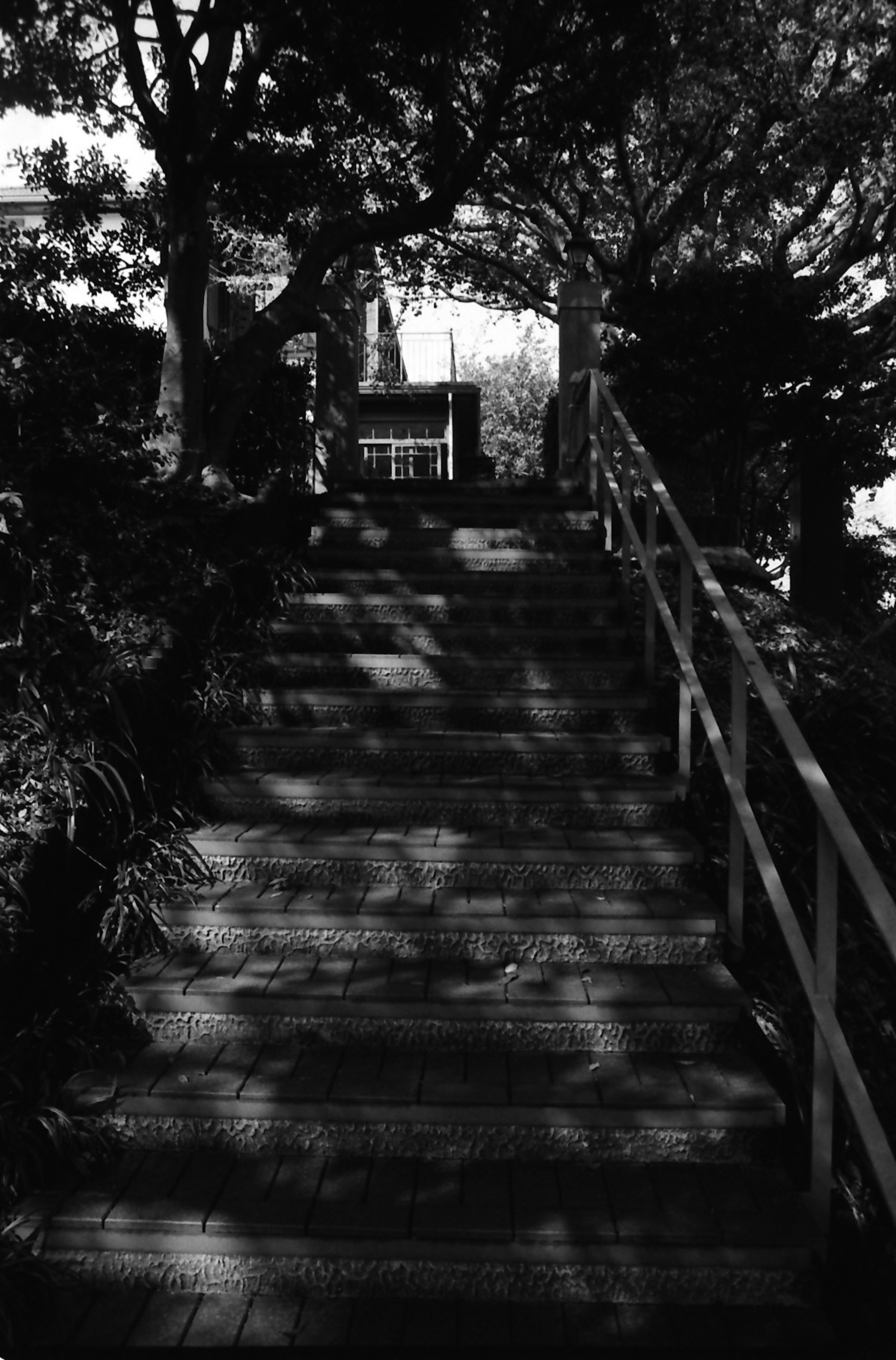 A pathway of steps surrounded by trees leading upward