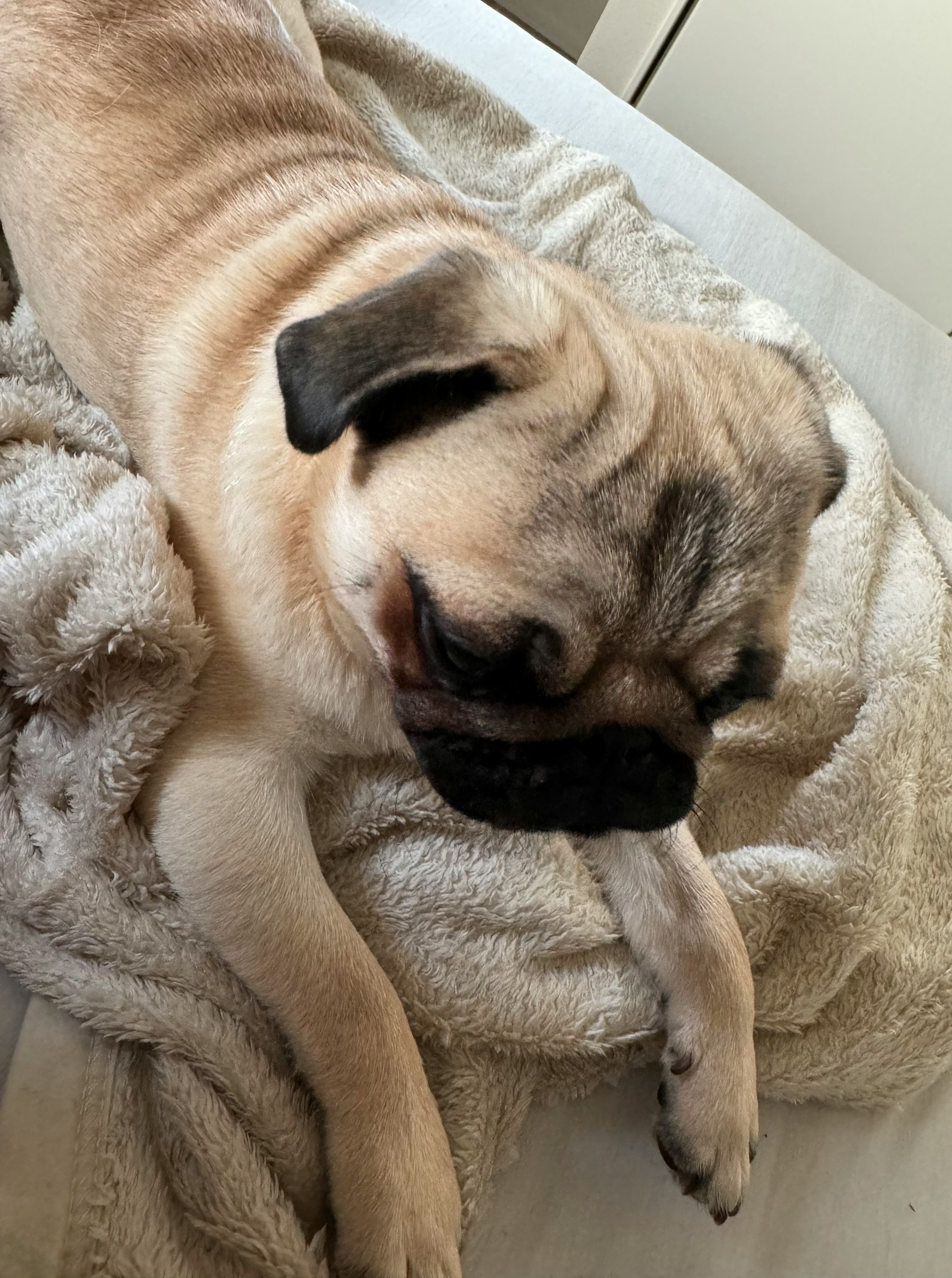 Ein beiger Mops entspannt sich auf einer weichen Decke