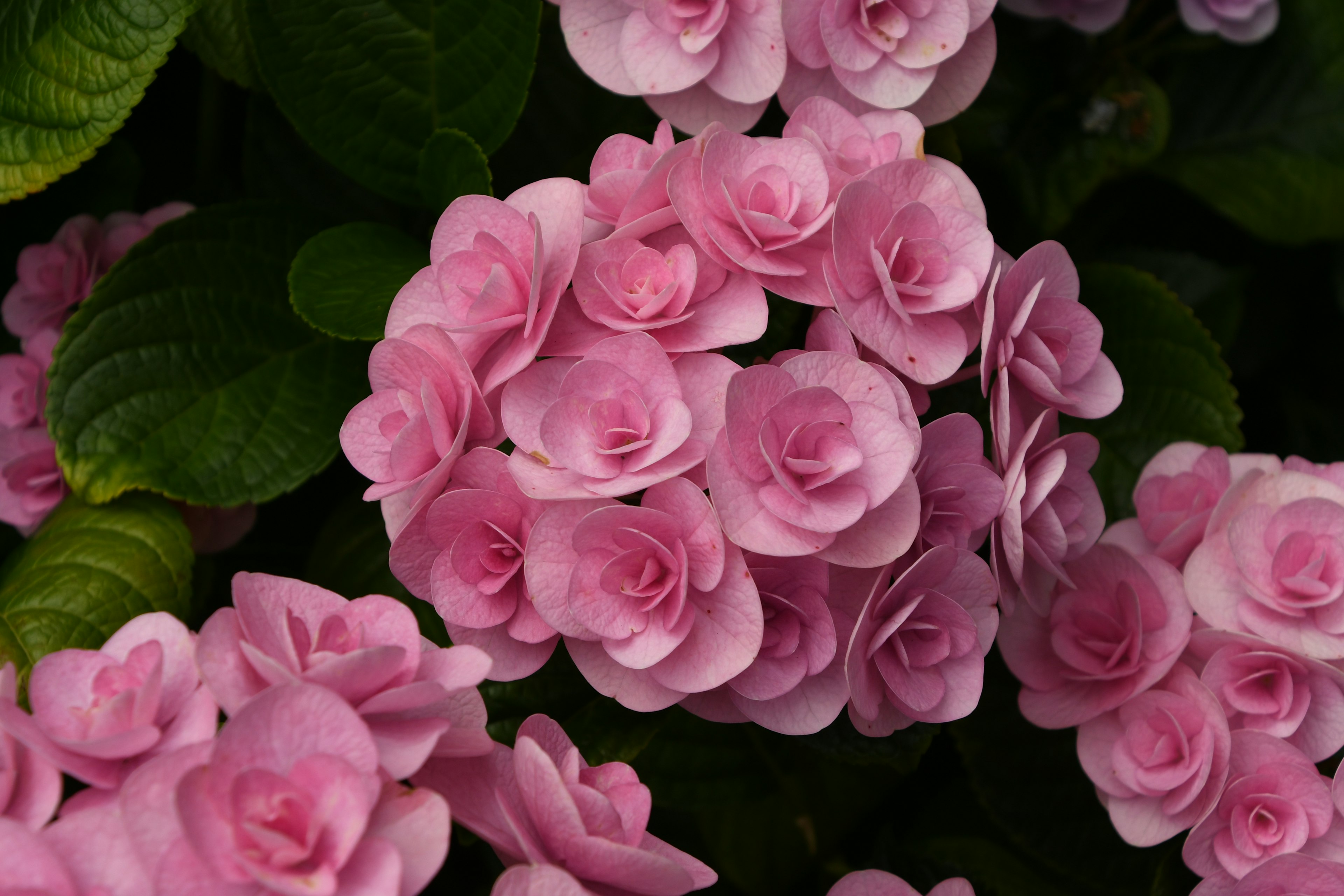 ピンクの花が咲いている植物のクローズアップ