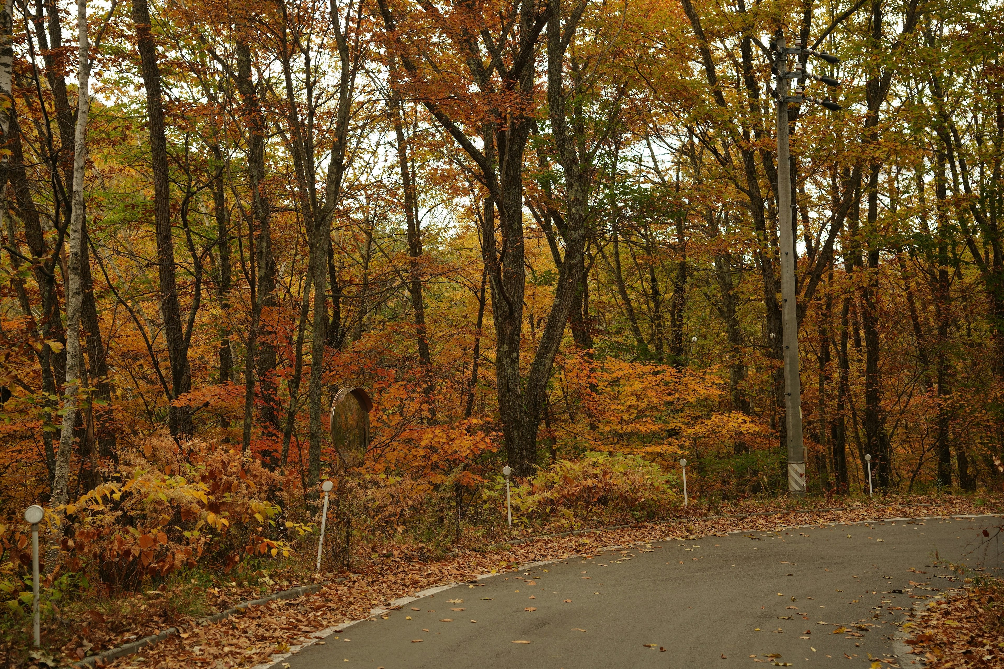 Route sinueuse entourée d'arbres aux couleurs d'automne