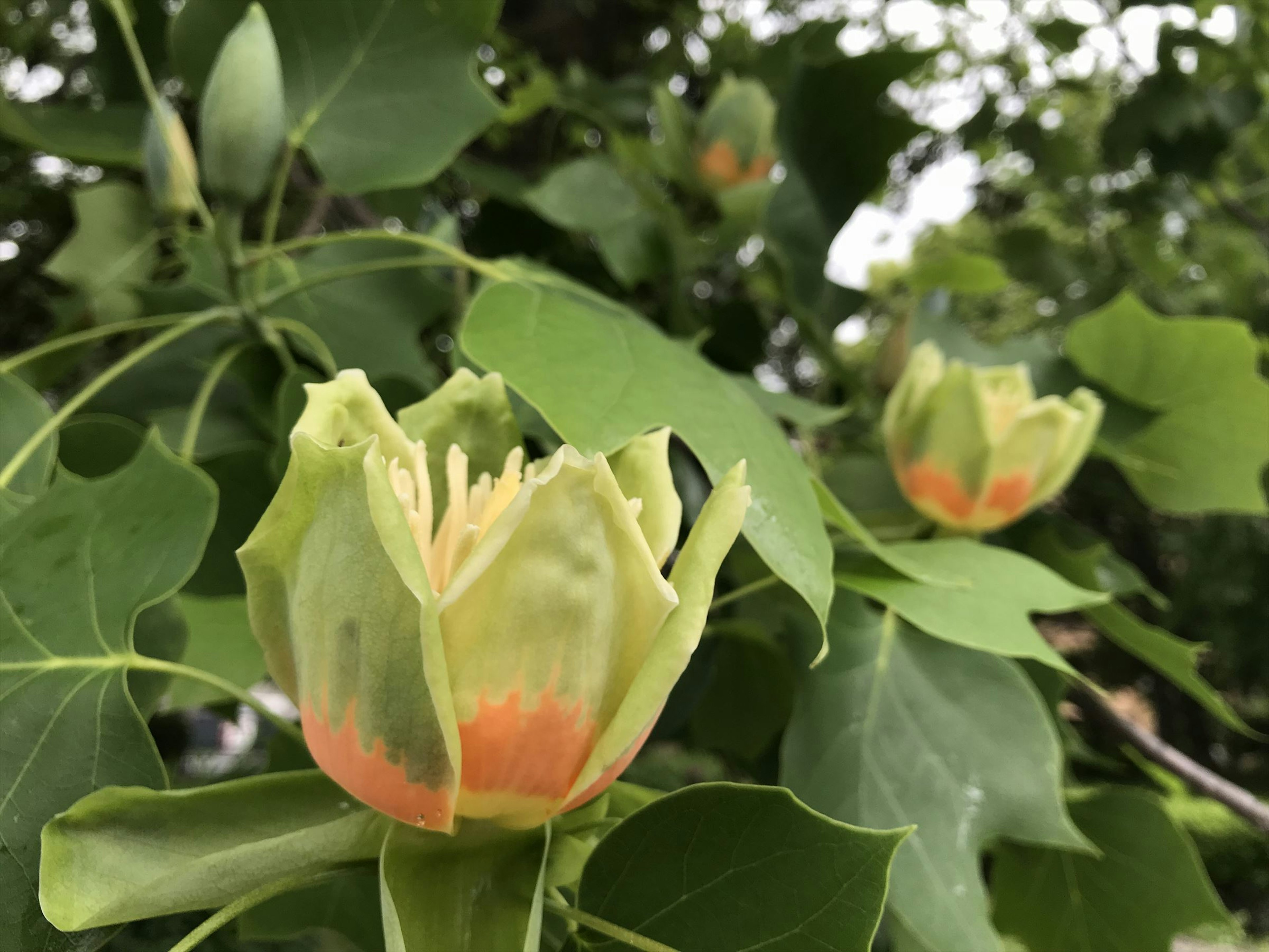 緑の葉に囲まれたチューリップの花のつぼみが特徴的な画像