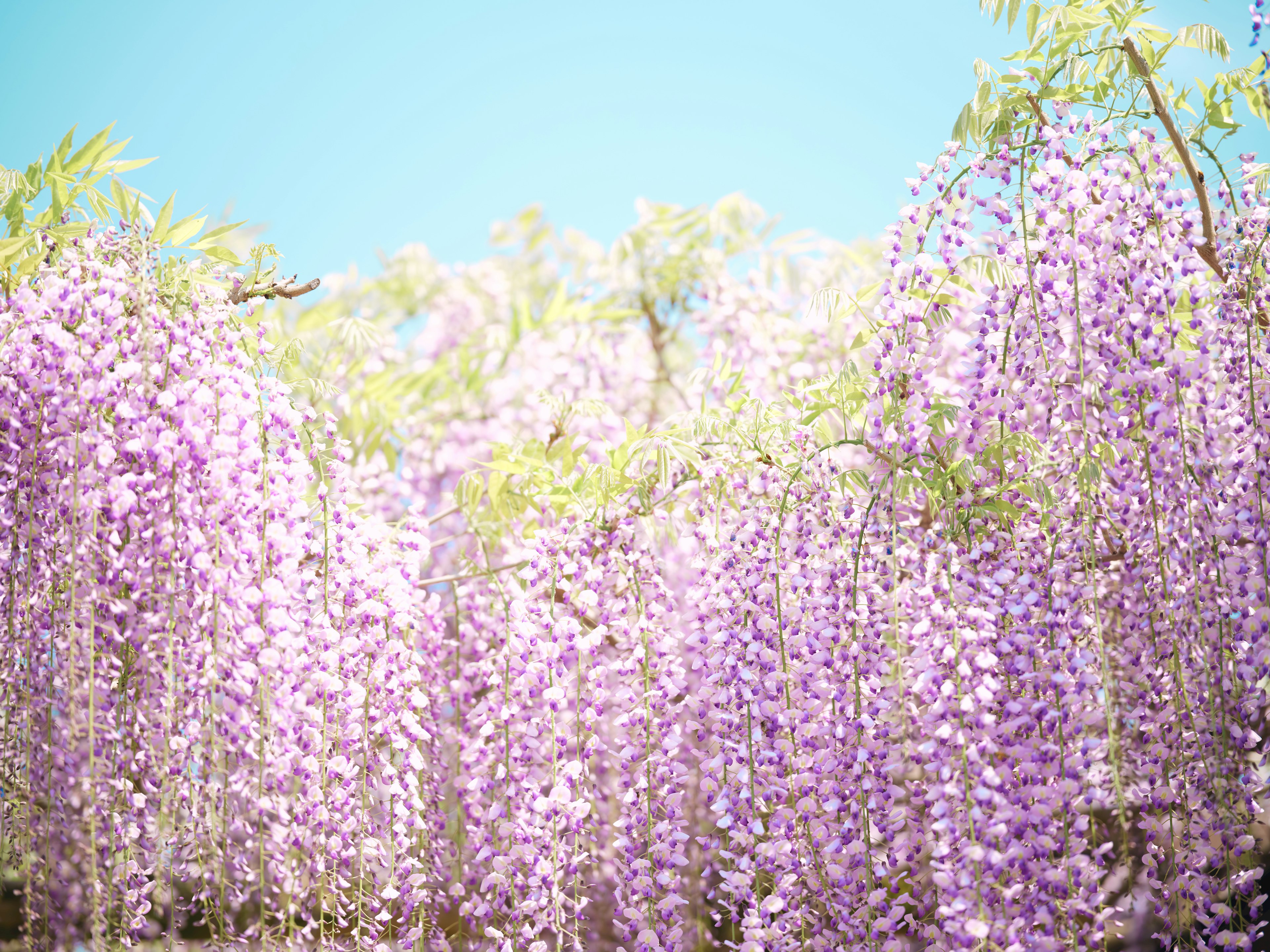 Vibrant purple wisteria flowers cascading in a sunny landscape