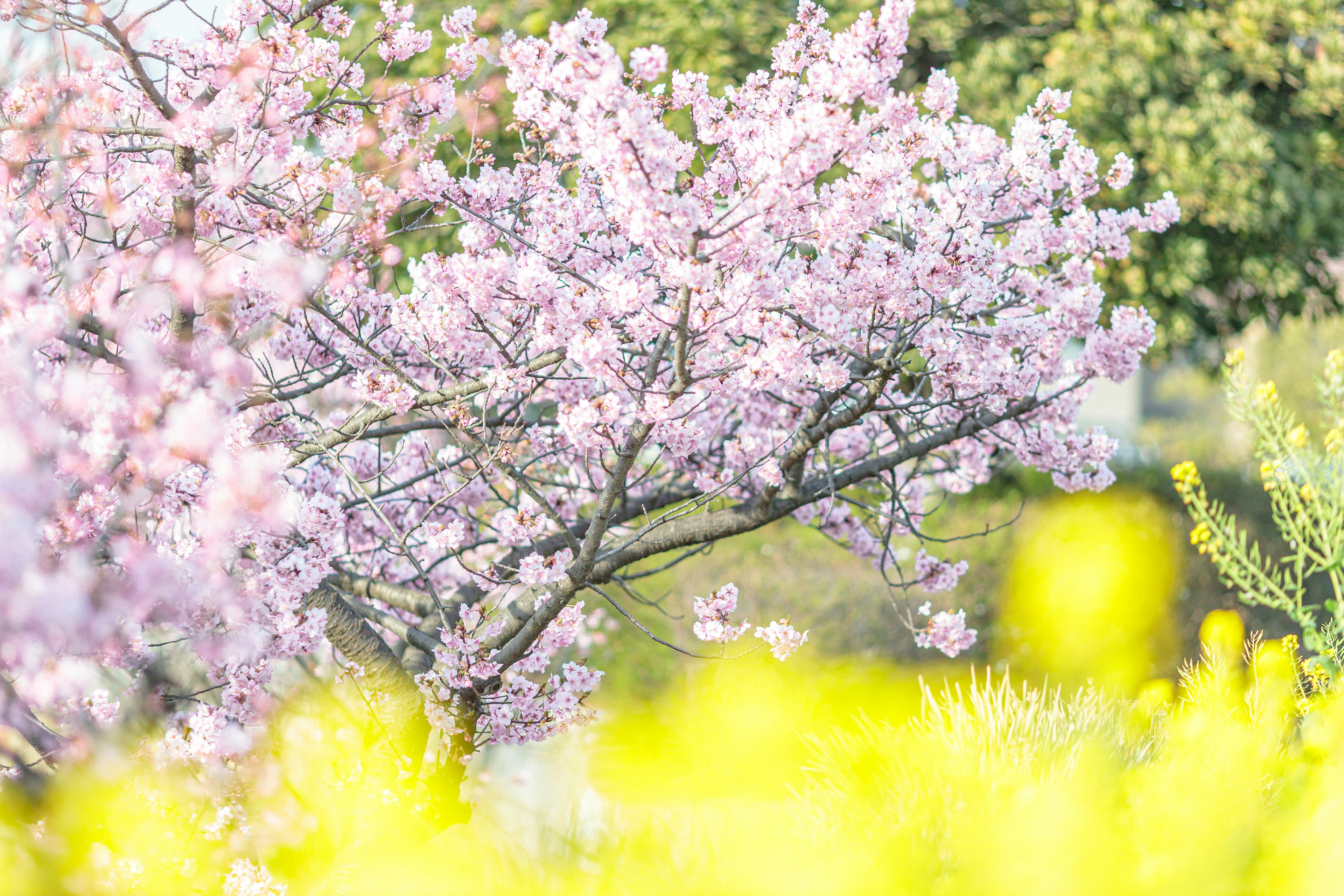 Un cerisier en fleurs avec des fleurs roses et un champ de fleurs jaunes en arrière-plan