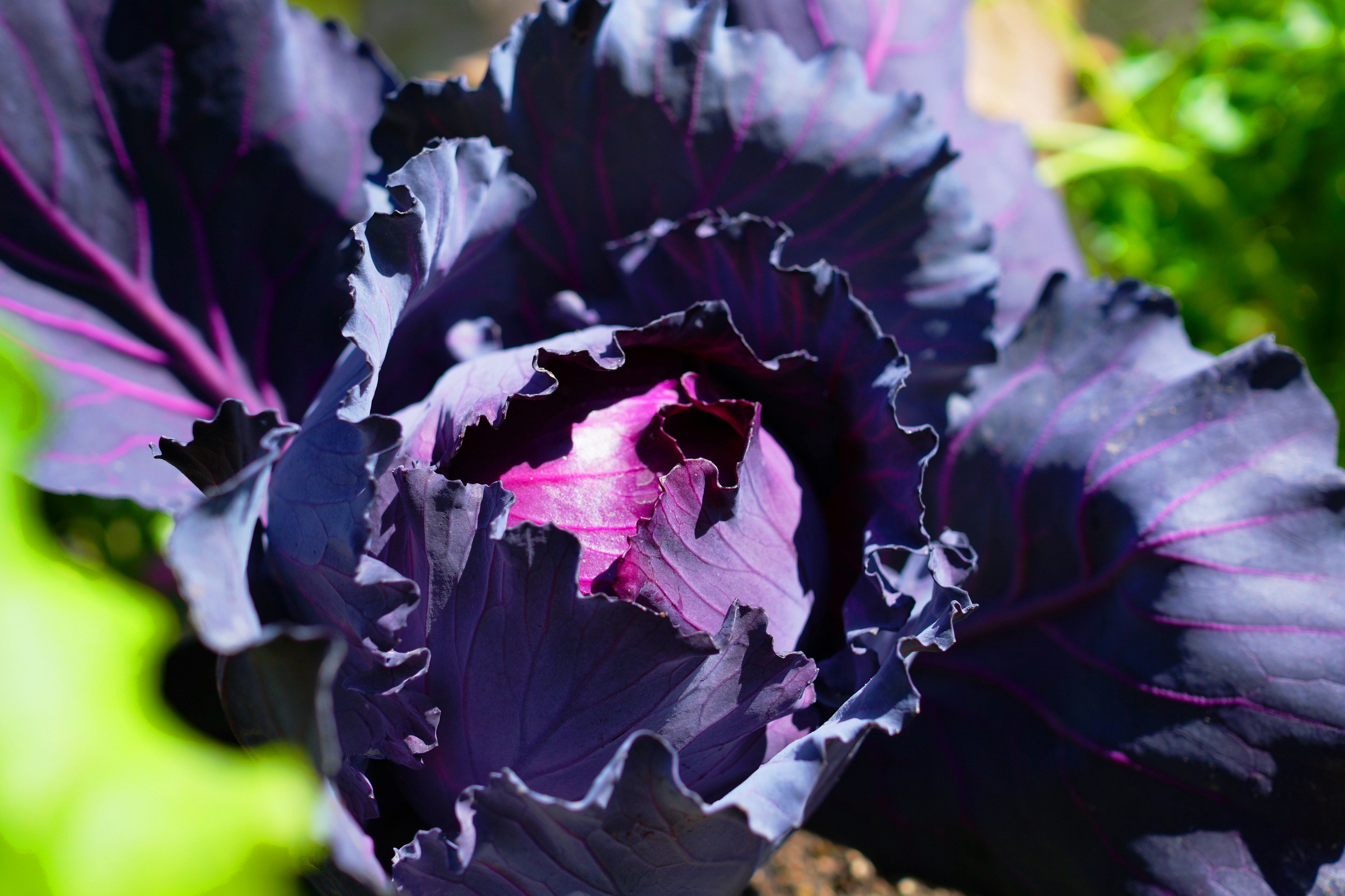 Bellissimo fiore di cavolo con foglie viola